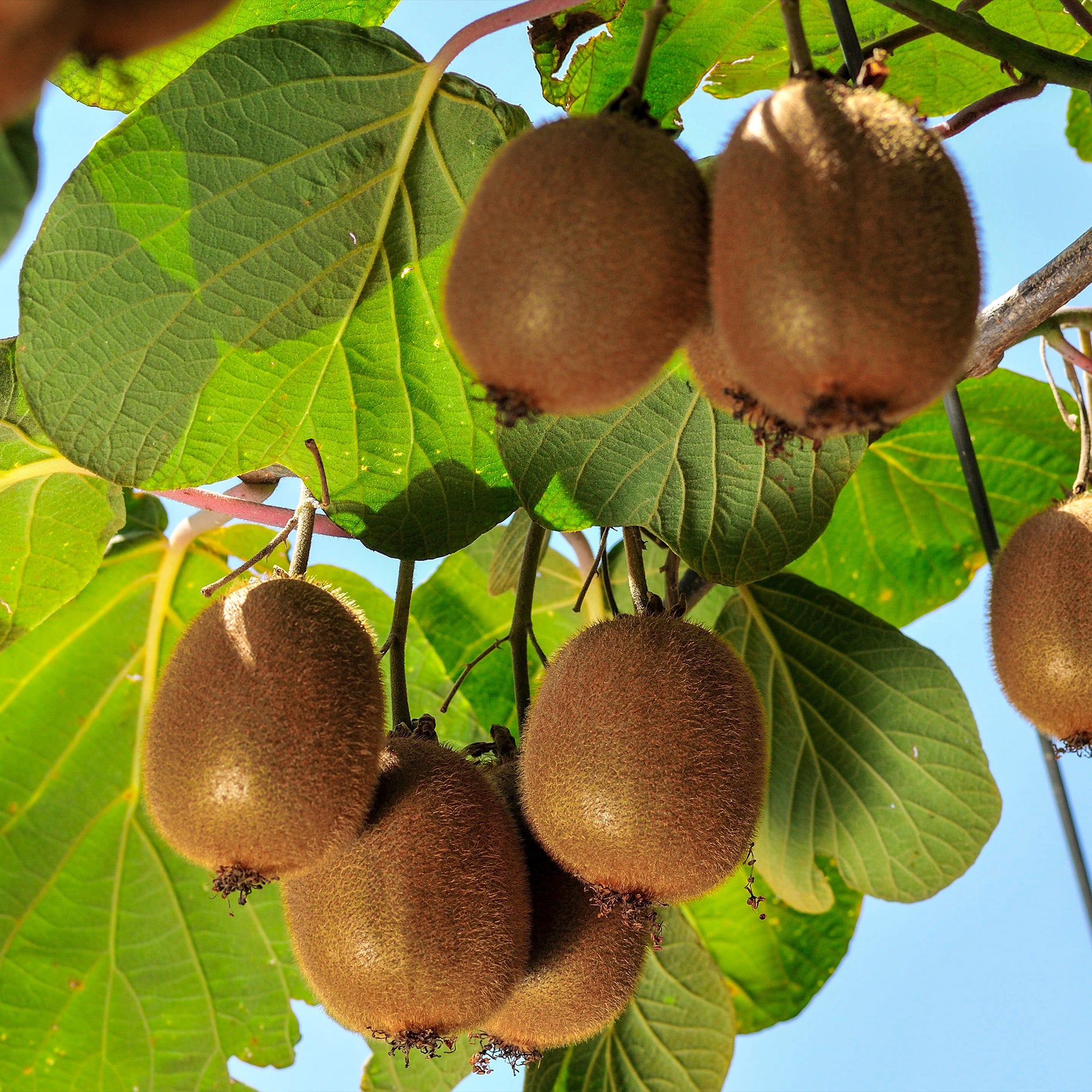 Kiwi selbstfertiler 'Solissimo' - Bakker
