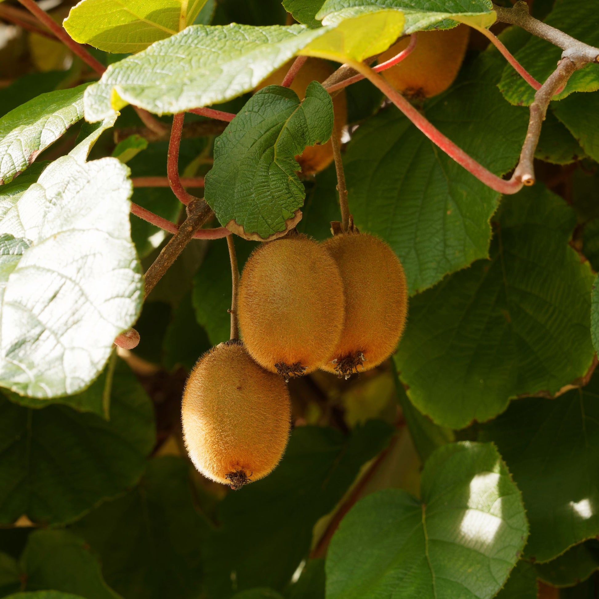 Kiwi selbstfertiler 'Solissimo' - Actinidia deliciosa Solissimo ® Renact - Bakker