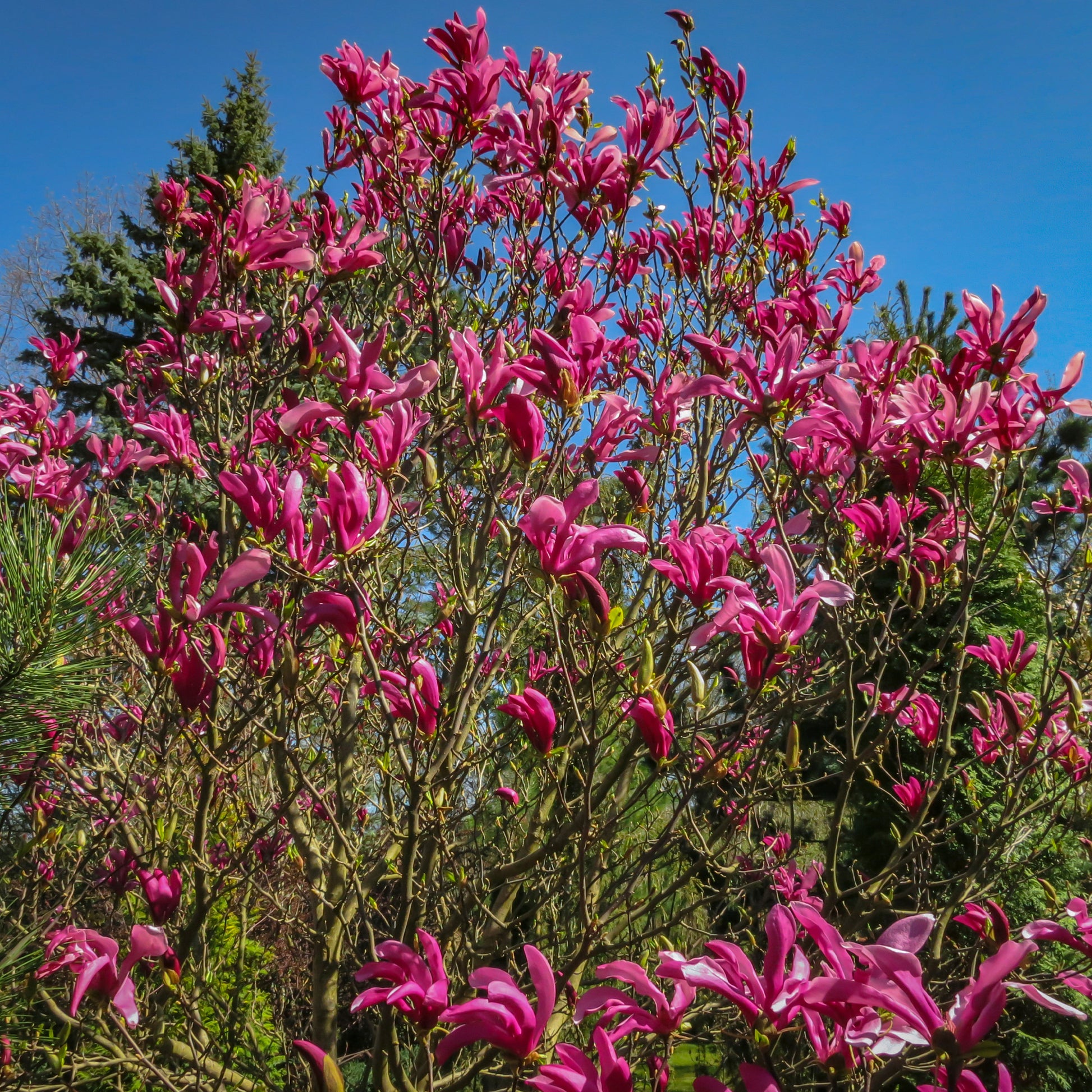 Magnolie ‘Susan’ - Magnolia Susan - Bakker