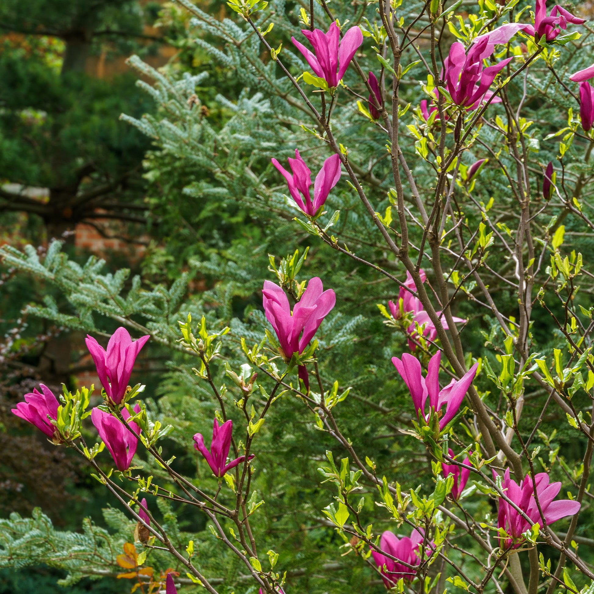 Magnolie ‘Susan’ - Bakker