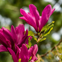 Magnolien - Magnolie ‘Susan’ - Magnolia Susan