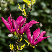Magnolia Susan - Magnolie ‘Susan’ - Magnolien