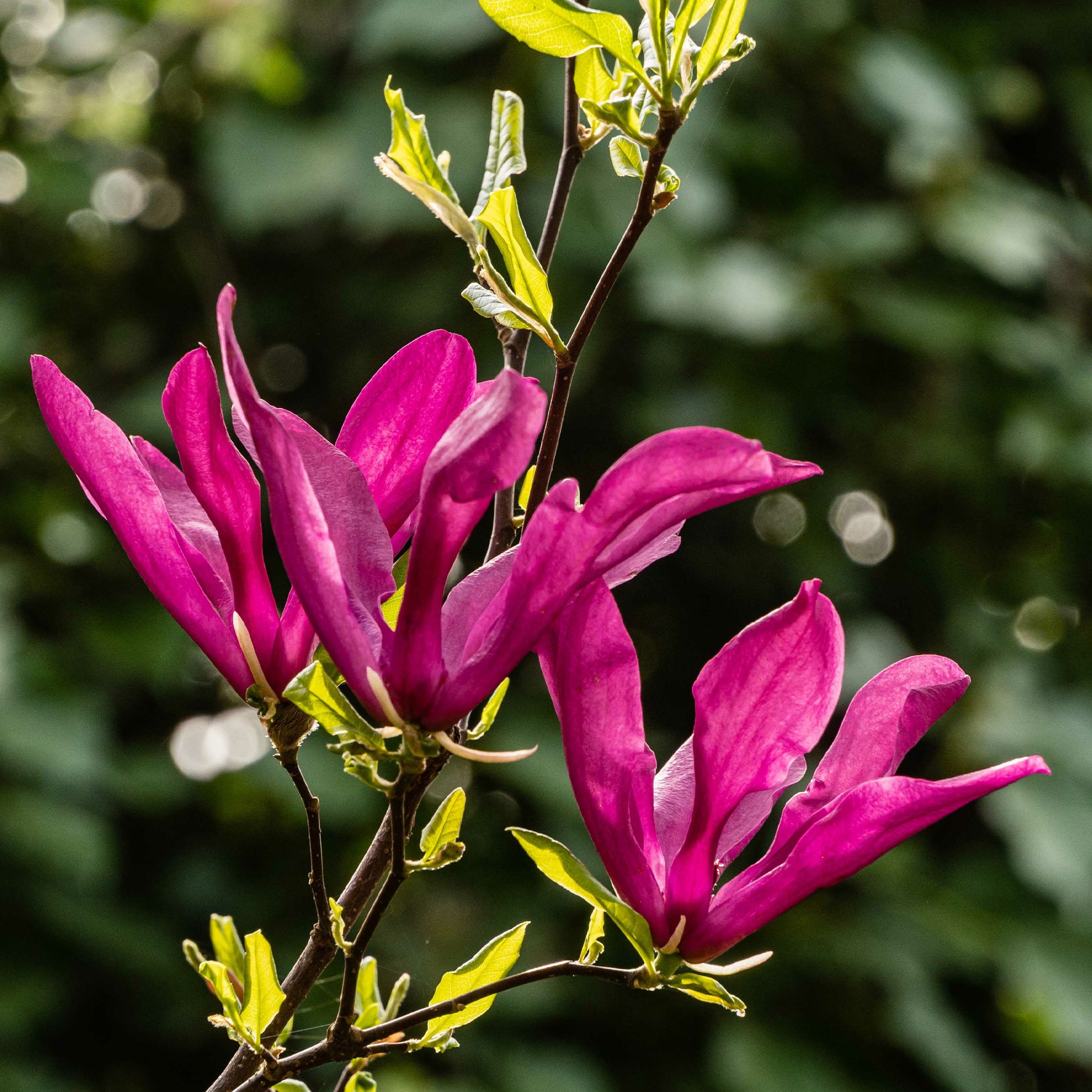Magnolia Susan - Magnolie ‘Susan’ - Magnolien