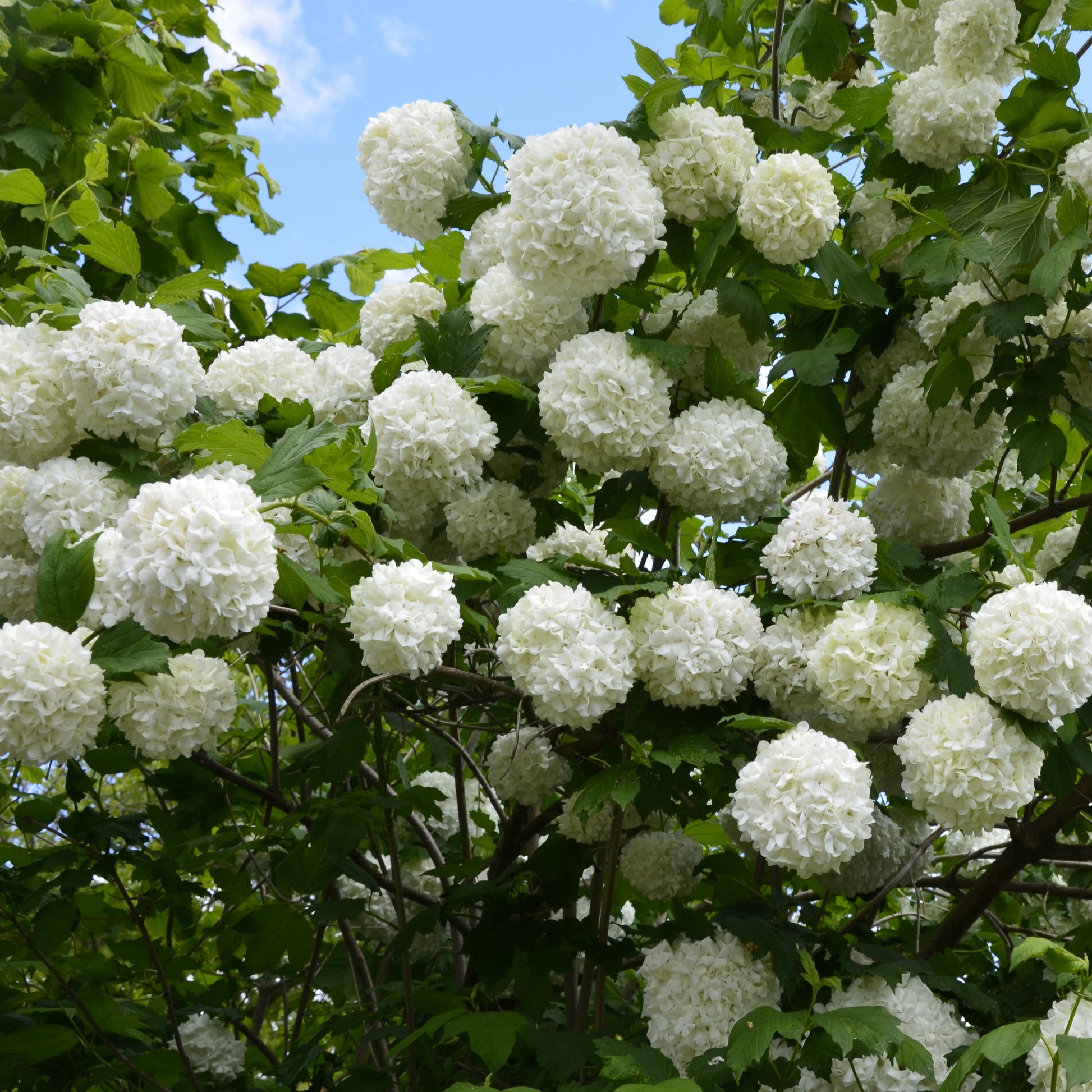 Vier-Jahreszeiten-Hecke (x6) - Viburnum opulus Roseum, Viburnum x bodnantense Dawn, Weigelia Bristol Ruby, Philadelphus virginal, Forsythia spectabilis, Tamarix ramosissima - Bakker