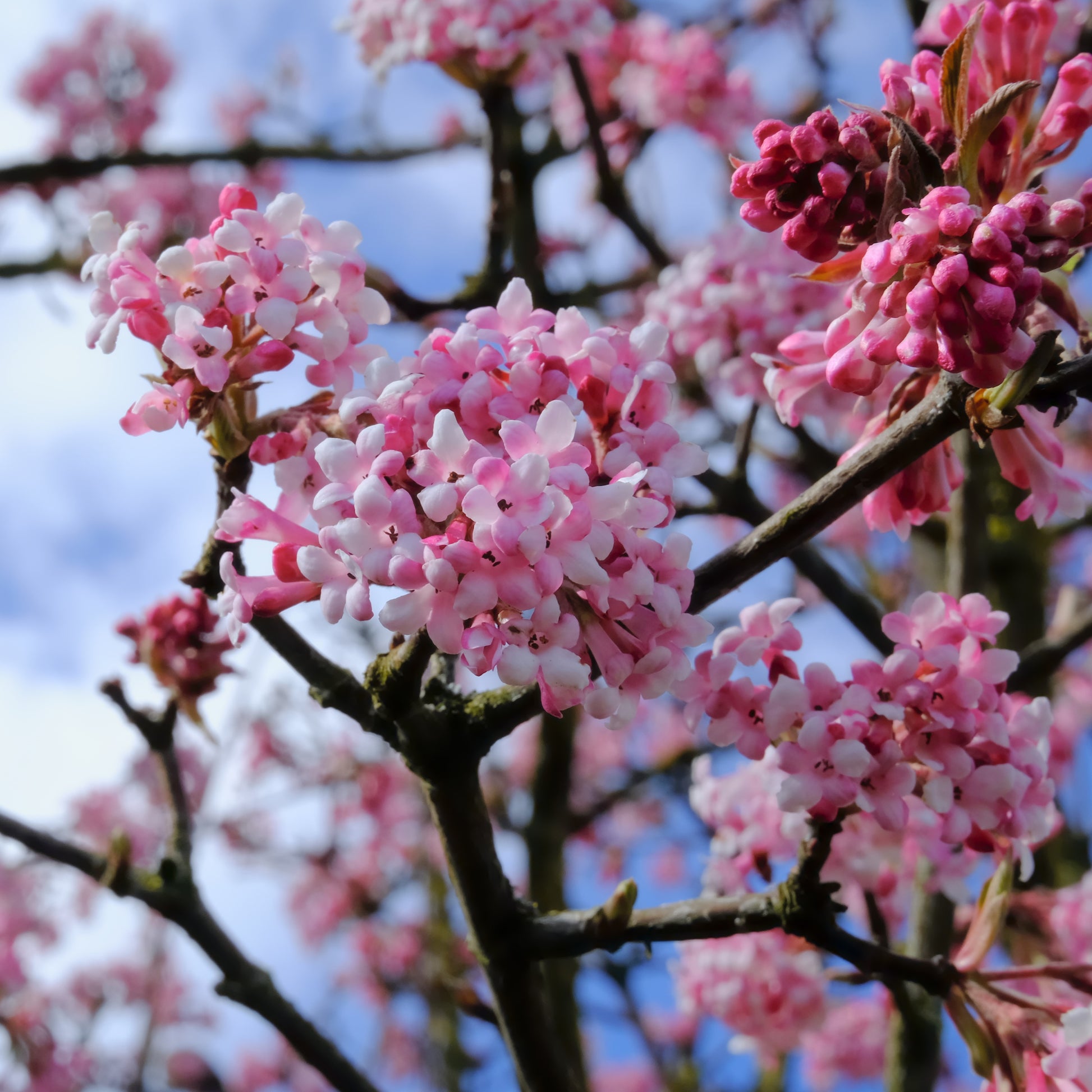 Viburnum opulus Roseum, Viburnum x bodnantense Dawn, Weigelia Bristol Ruby, Philadelphus virginal, Forsythia spectabilis, Tamarix ramosissima - Vier-Jahreszeiten-Hecke (x6) - Heckensträucher