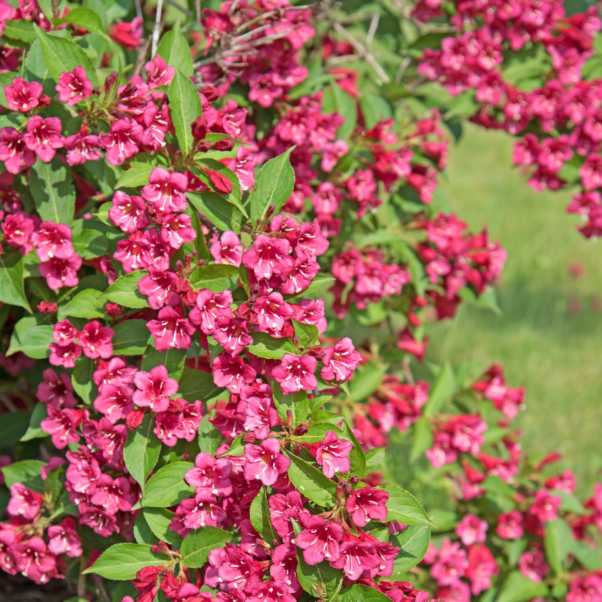 Heckensträucher - Vier-Jahreszeiten-Hecke (x6) - Viburnum opulus Roseum, Viburnum x bodnantense Dawn, Weigelia Bristol Ruby, Philadelphus virginal, Forsythia spectabilis, Tamarix ramosissima
