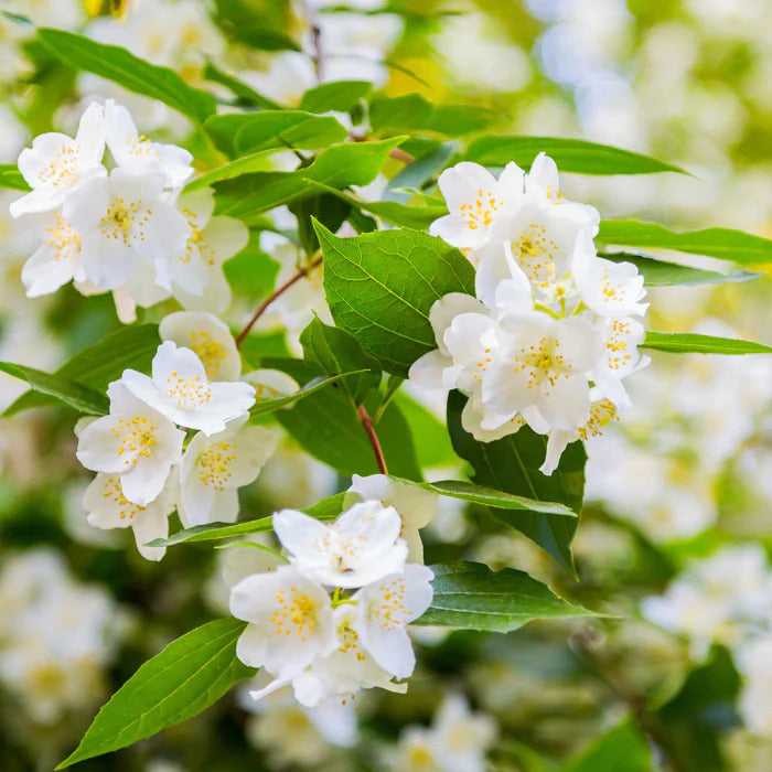 Verkauf Vier-Jahreszeiten-Hecke (x6) - Viburnum opulus Roseum, Viburnum x bodnantense Dawn, Weigelia Bristol Ruby, Philadelphus virginal, Forsythia spectabilis, Tamarix ramosissima