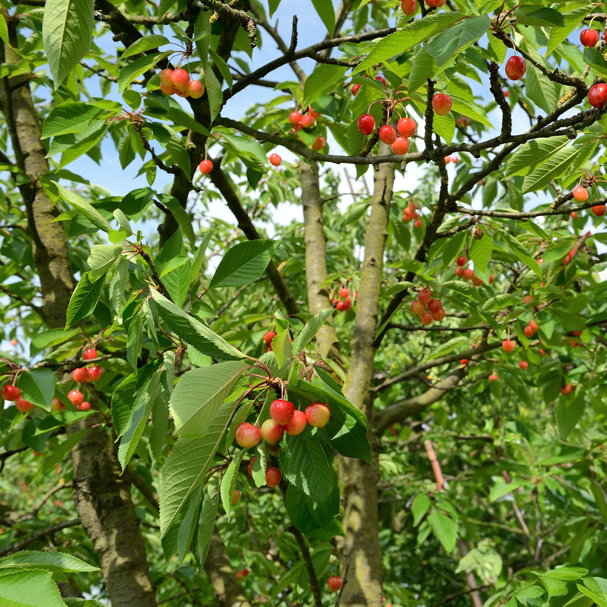 Prunus avium bigarreau Napoléon - Kirschbaum 'Bigarreau Napoléon' - Kirschbäume