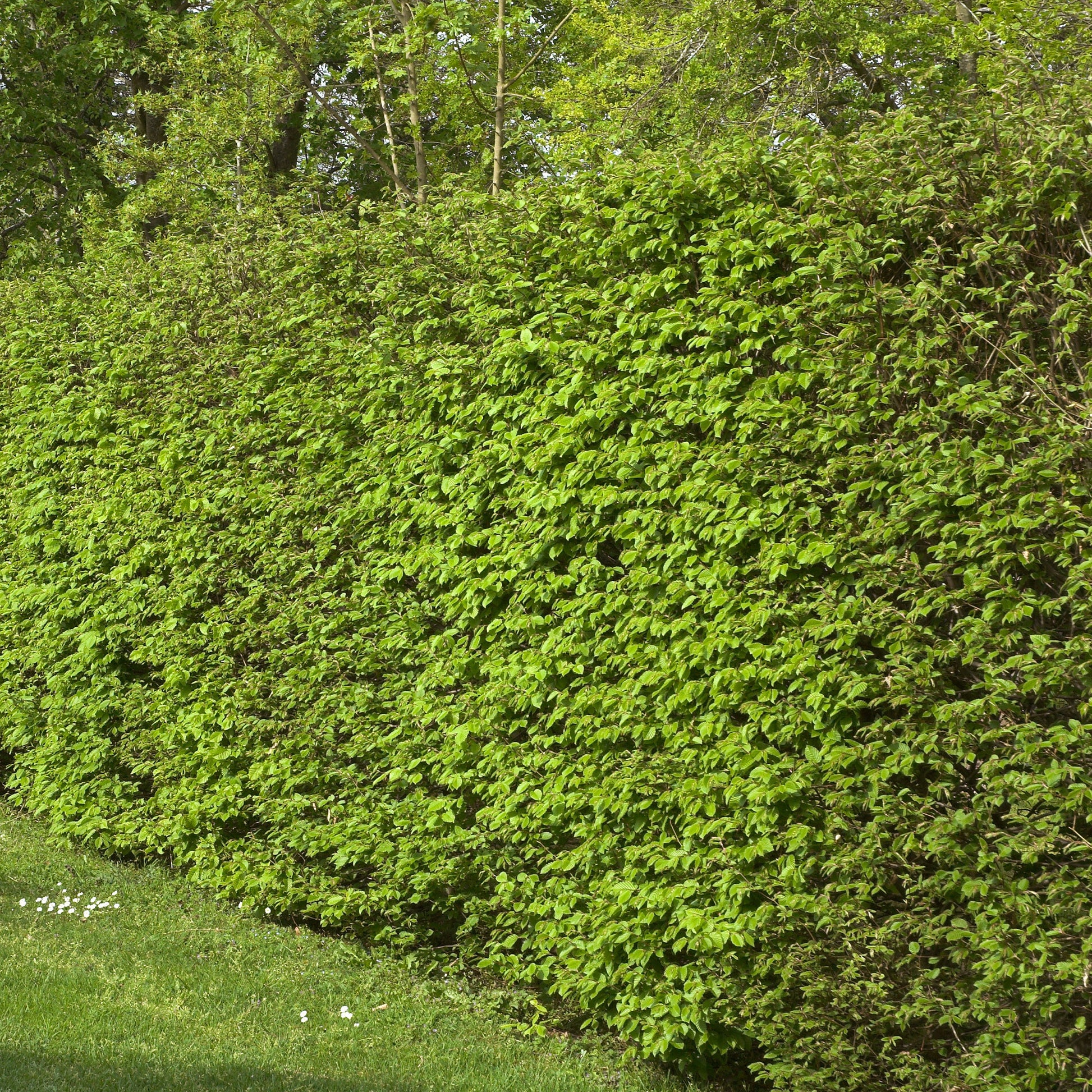 Verkauf Hainbuche (x10) - Carpinus betulus