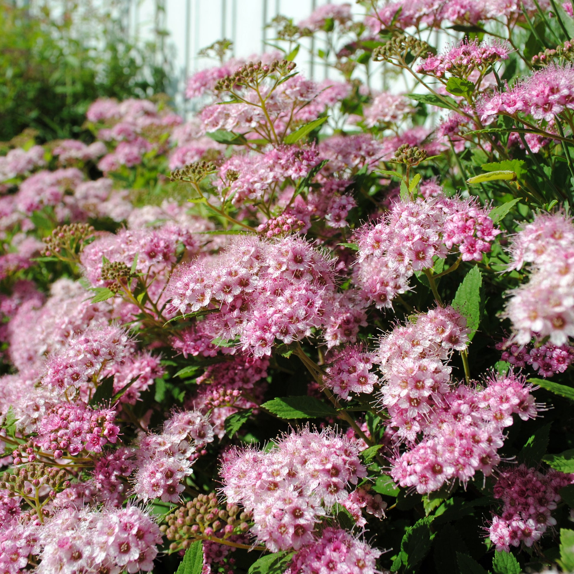 Japan-Spierstrauch ‘Genpei’ - Spiraea - Bakker