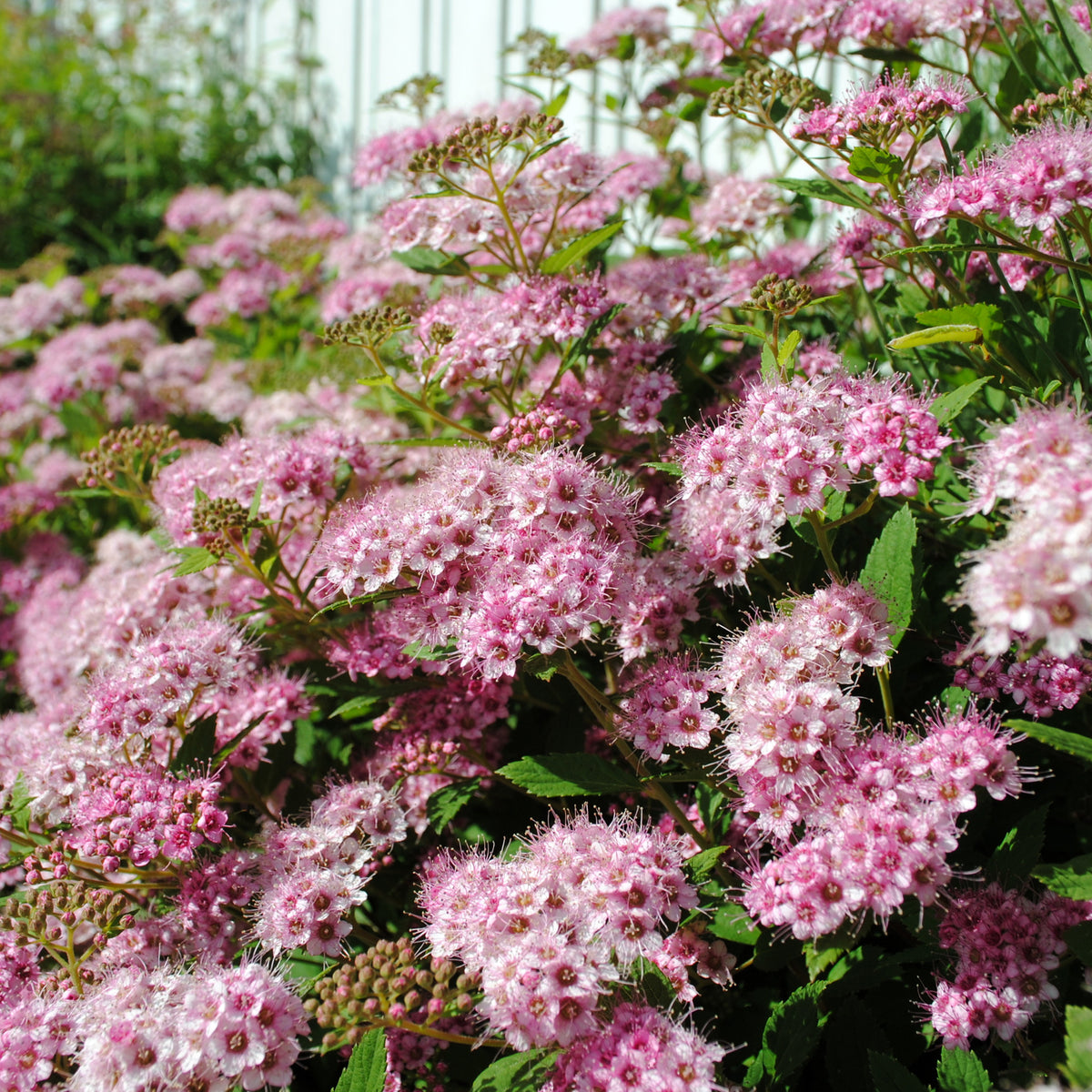 Japan-Spierstrauch ‘Genpei’ - Spiraea - Bakker