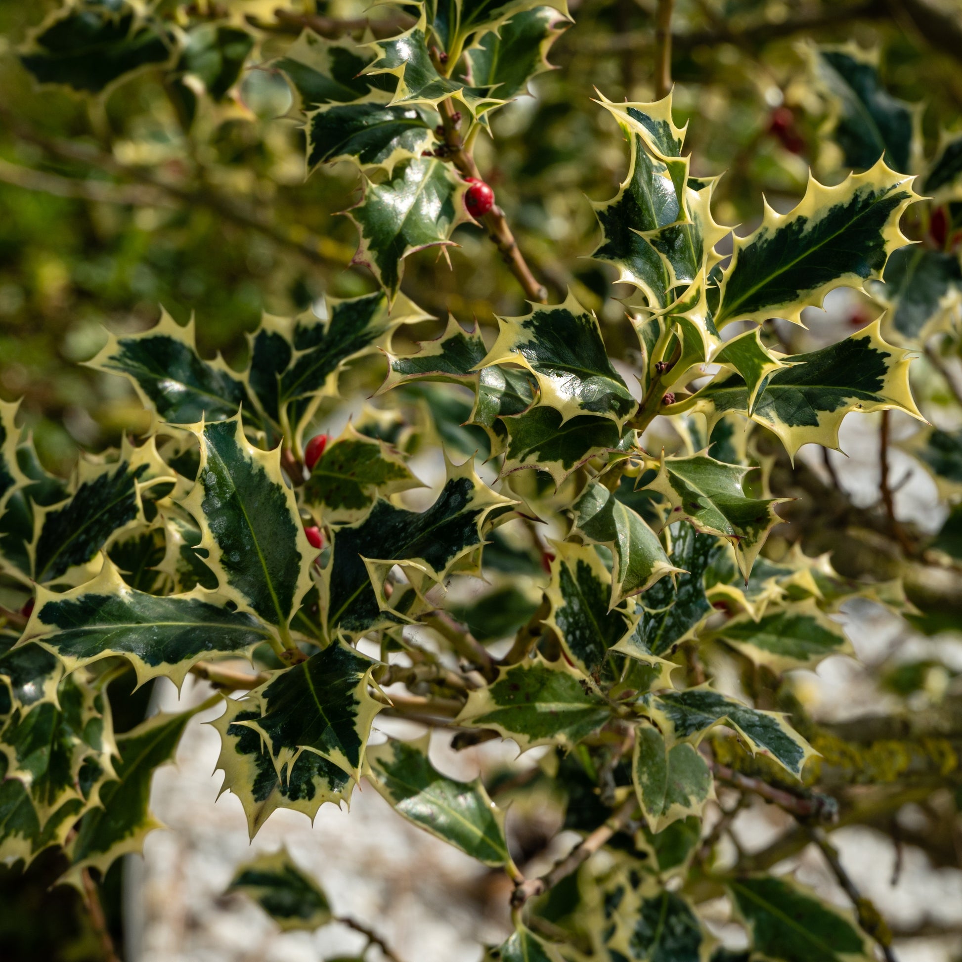 Ilex aquifolium Argentea Marginata - Silberbunte Stechpalme - Heckensträucher