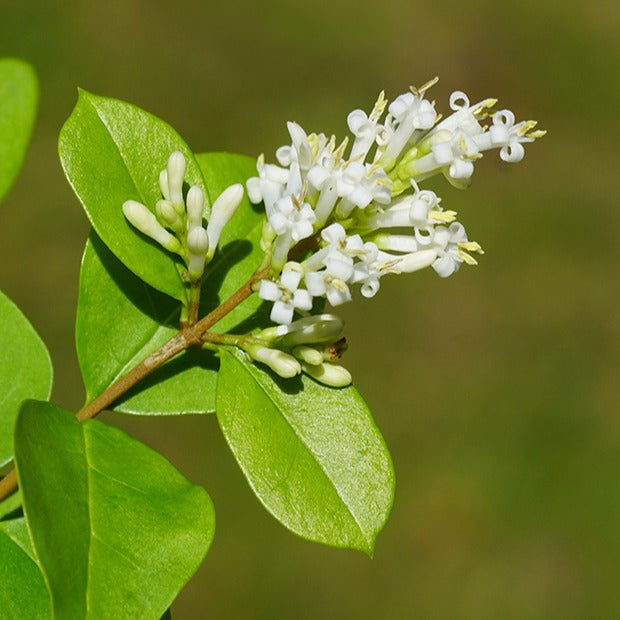 Ligustrum ovalifolium - Ovalblättrige Liguster - Liguster - Ligustrum