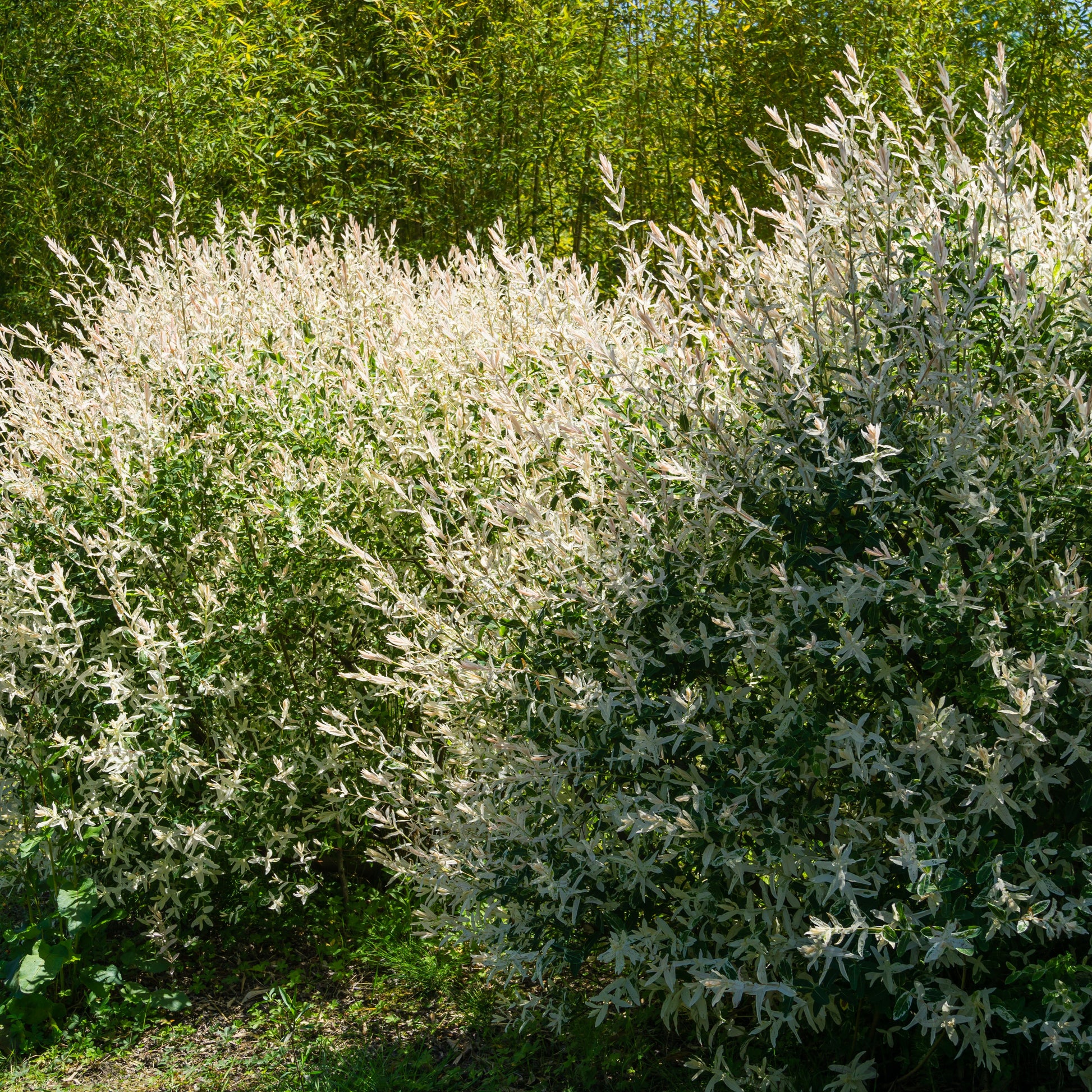 Salix integra hakuro nishiki - Harlekinweide - Weide