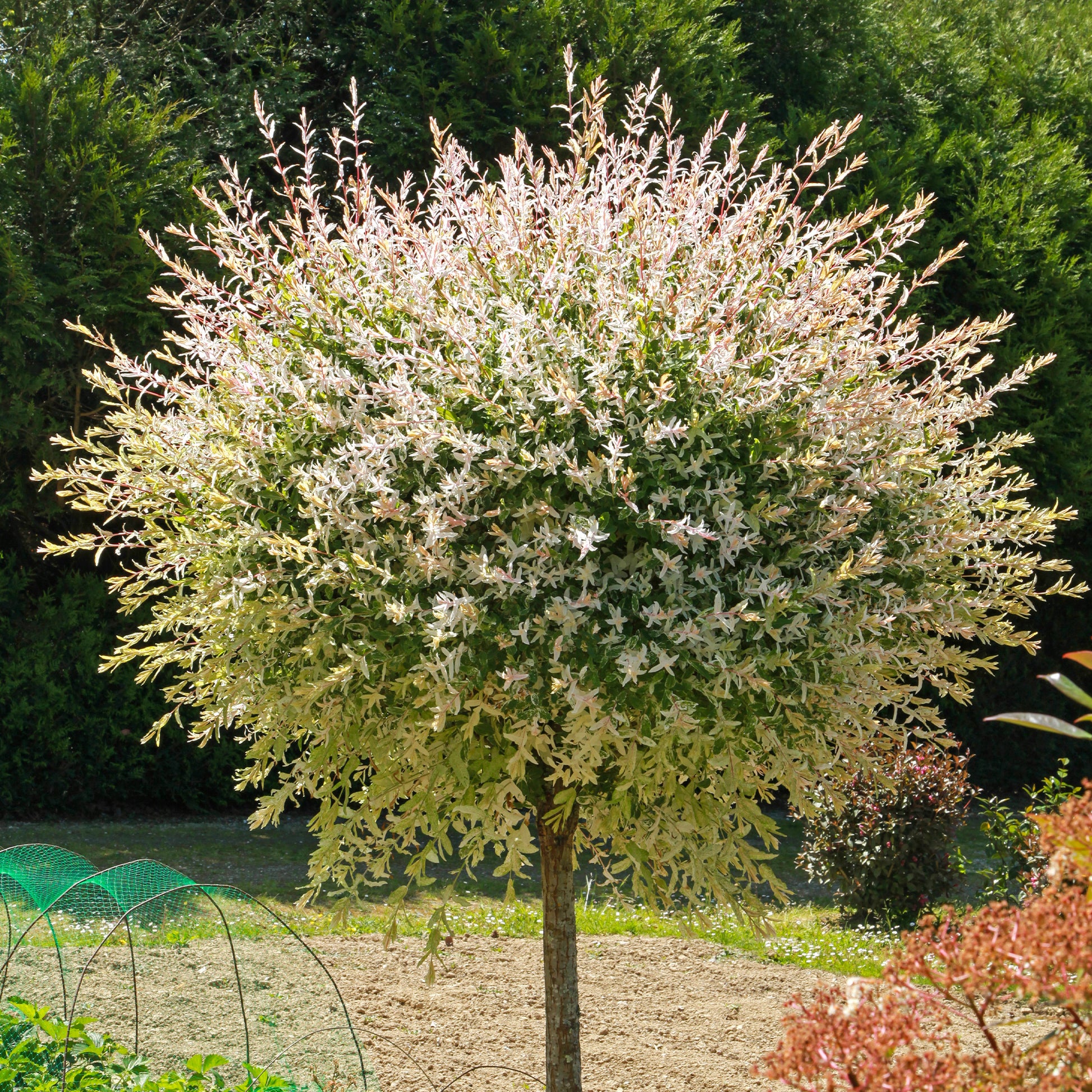 Weide - Harlekinweide auf Stamm - Salix integra Hakuro Nishiki