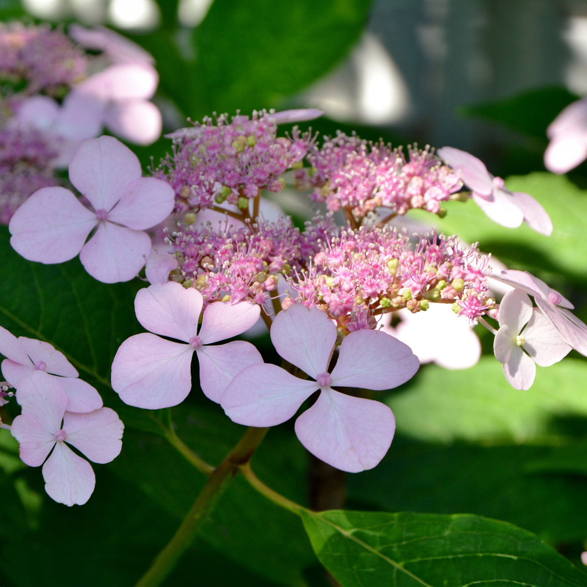 Hortensien - Hortensie Indian Summer - Hydrangea serrata Indian Summer
