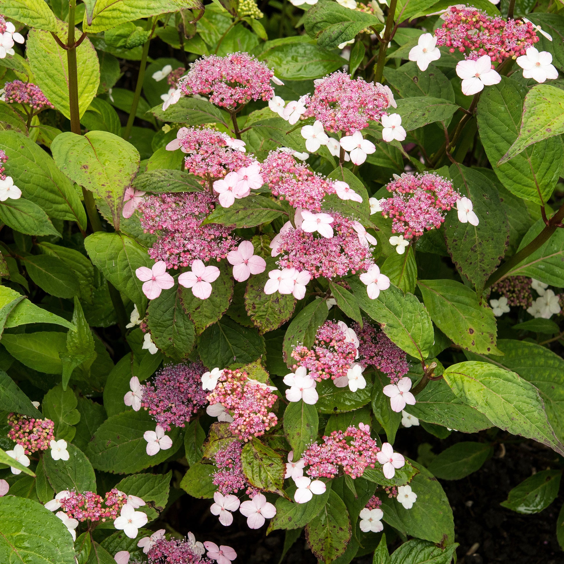 Hortensie Indian Summer - Hydrangea serrata Indian Summer - Bakker