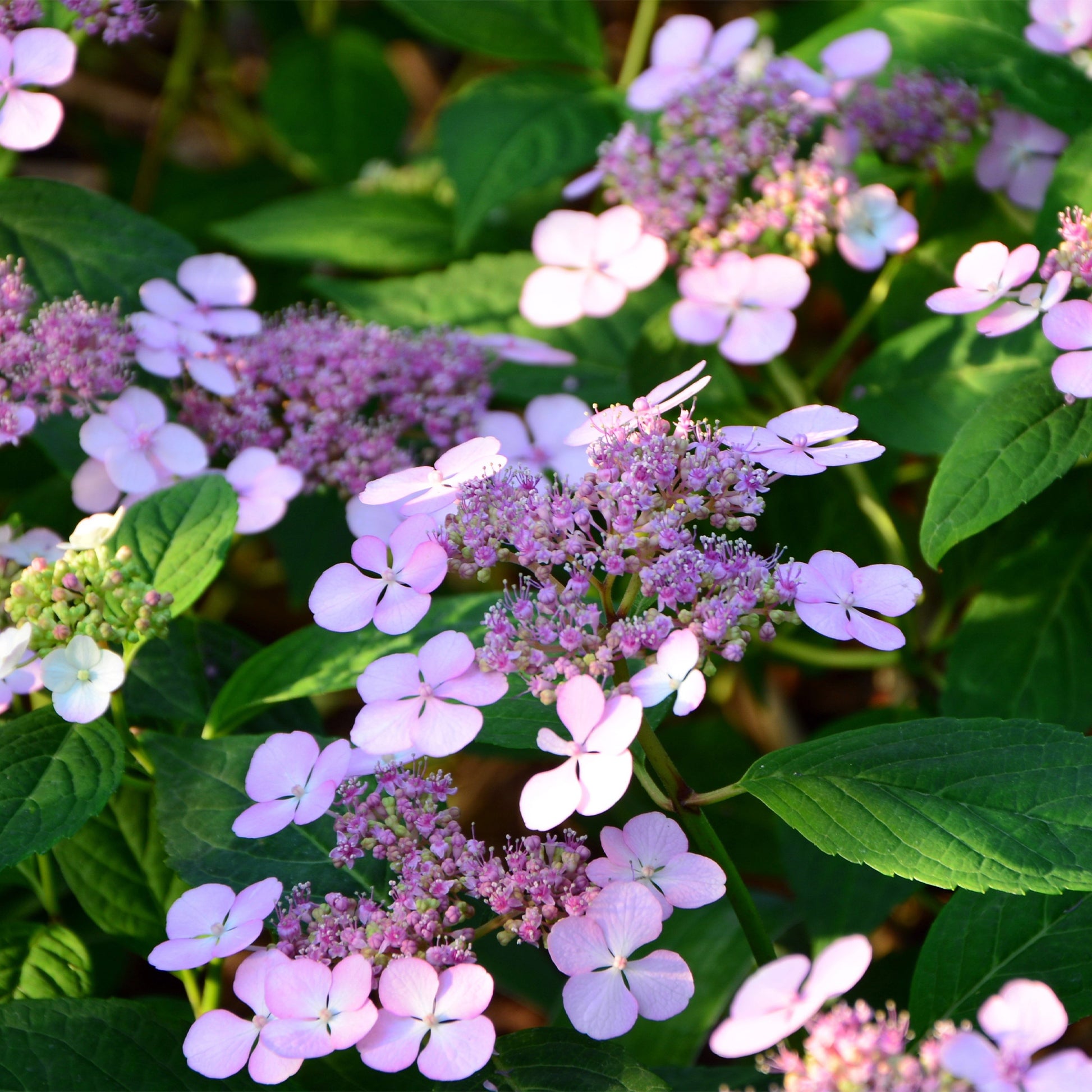 Hydrangea serrata Indian Summer - Hortensie Indian Summer - Hortensien