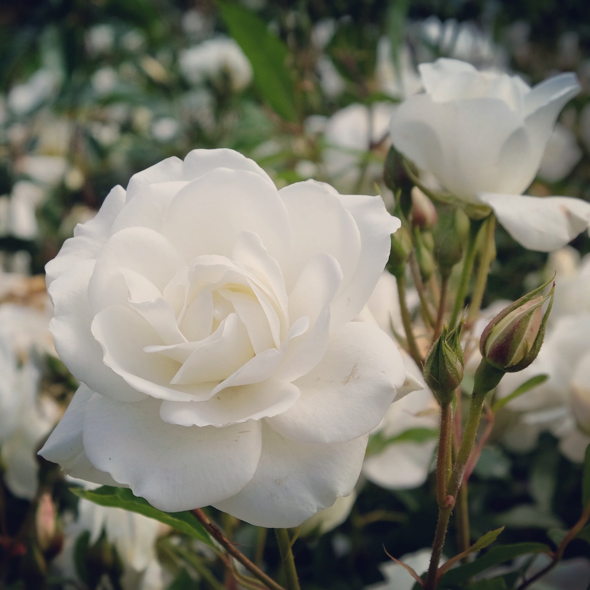 Stängelrosen - Hochstammrose ‘Korbin’ - Rosa korbin