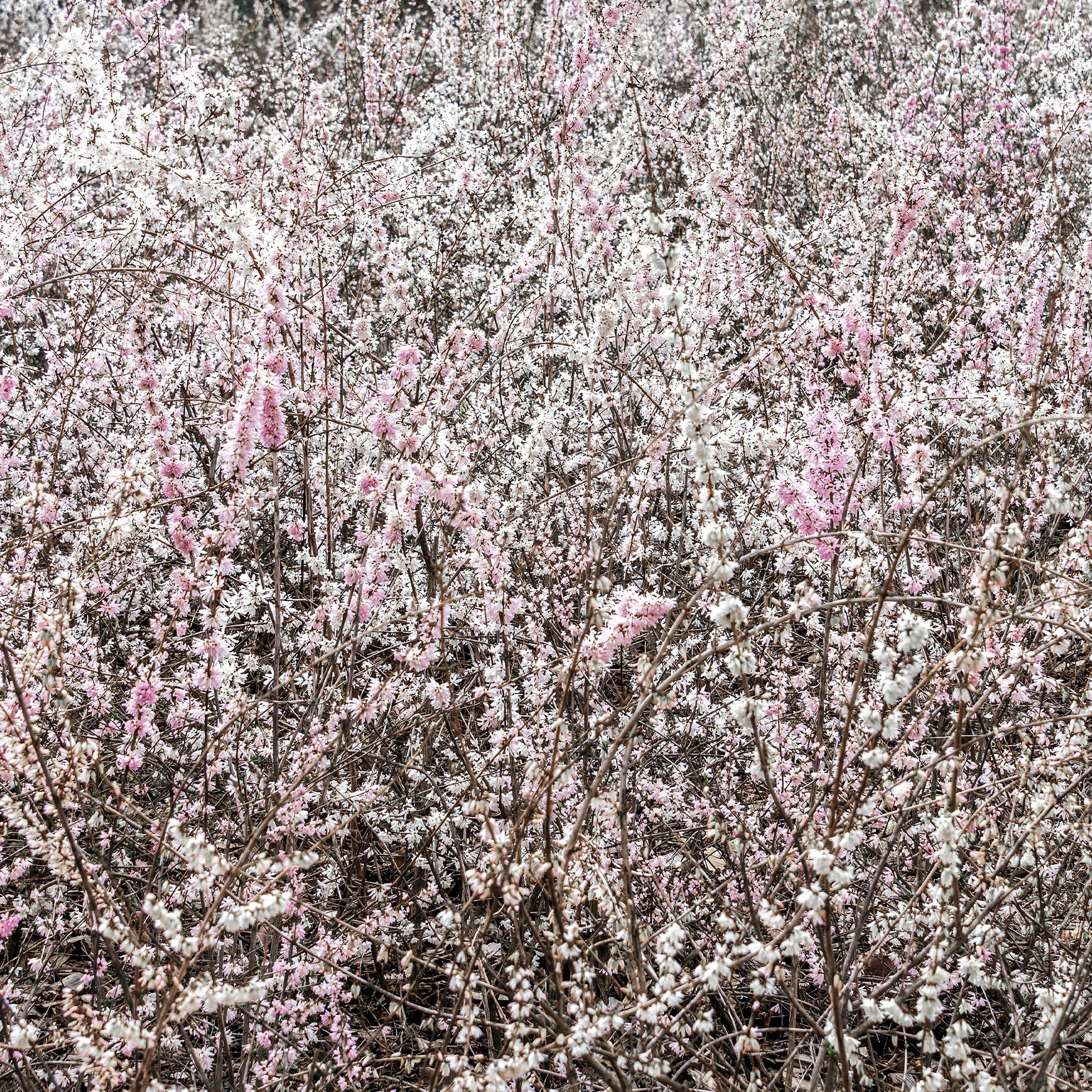 Abeliophyllum distichum - Forsythien weiß + rosa - Sträucher