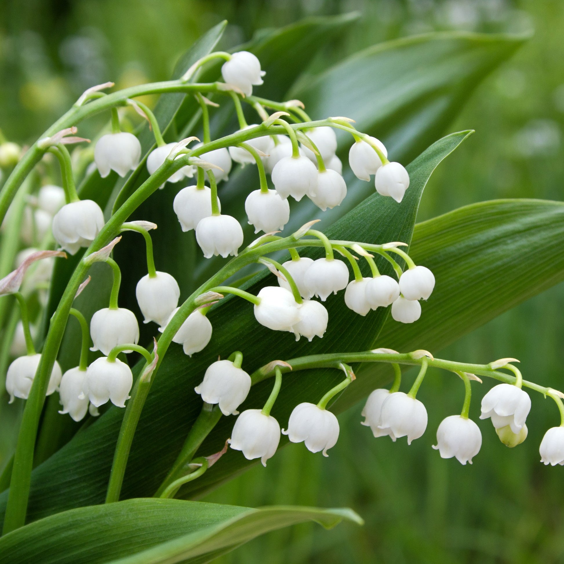Maiglöckchen Mischung (3 Weiß + 3 Rosa + 3 Riesen Bordeaux) (x 9) - Convallaria majalis - Bakker