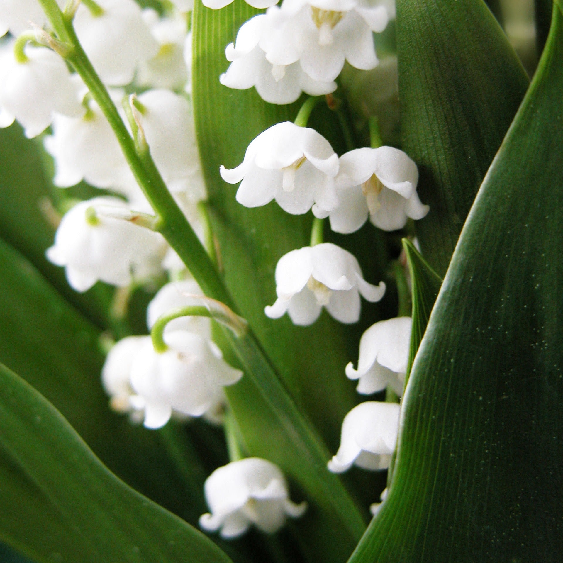 Maiglöckchen - Convallaria majalis - Bakker