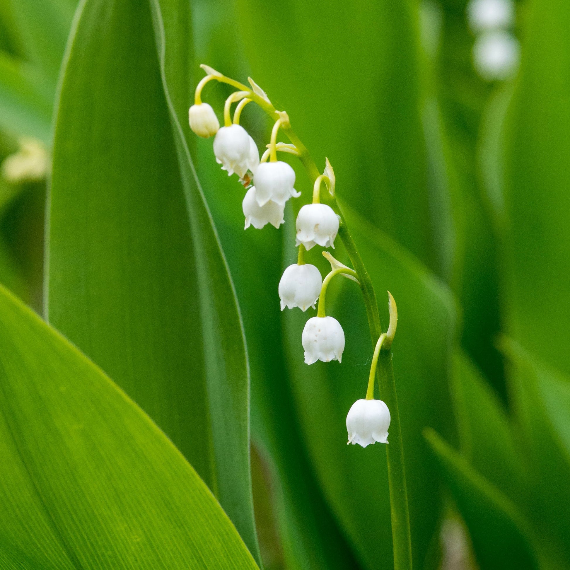 Convallaria majalis - Maiglöckchen - Nackte Wurzeln