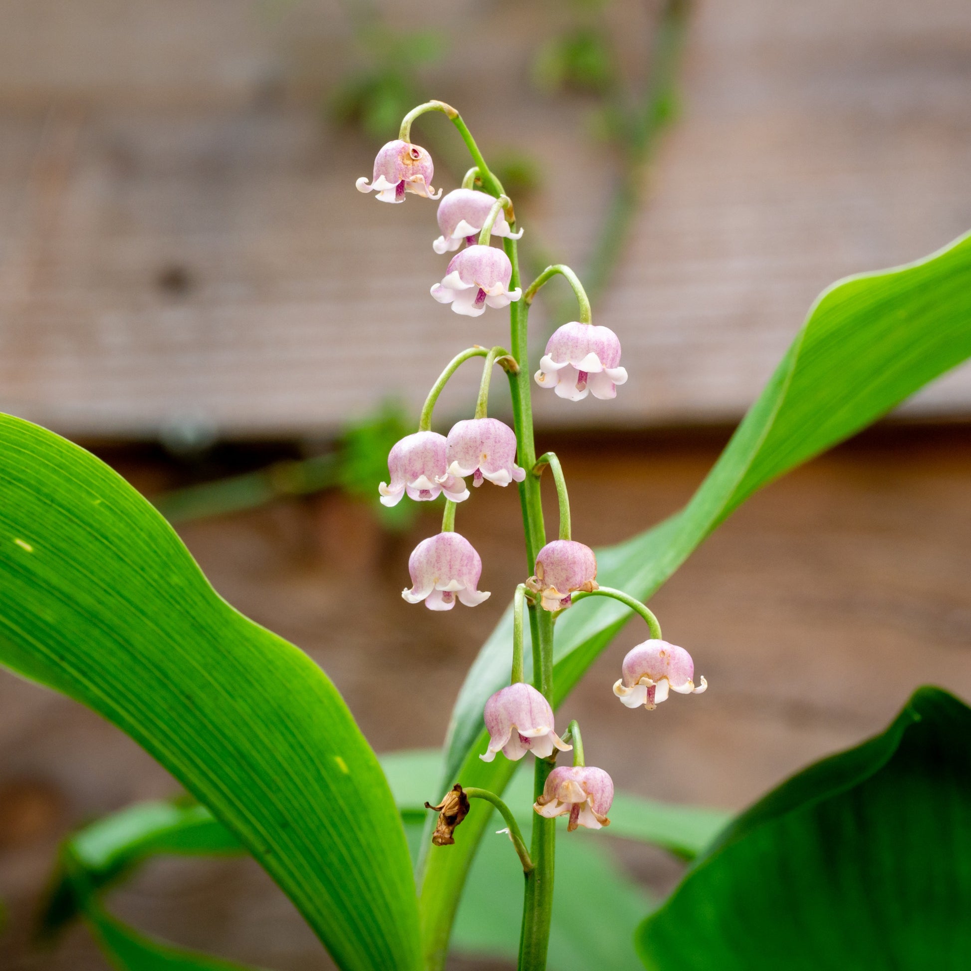 Stauden - Maiglöckchen ‘Rosea’ - Convallaria majalis Rosea