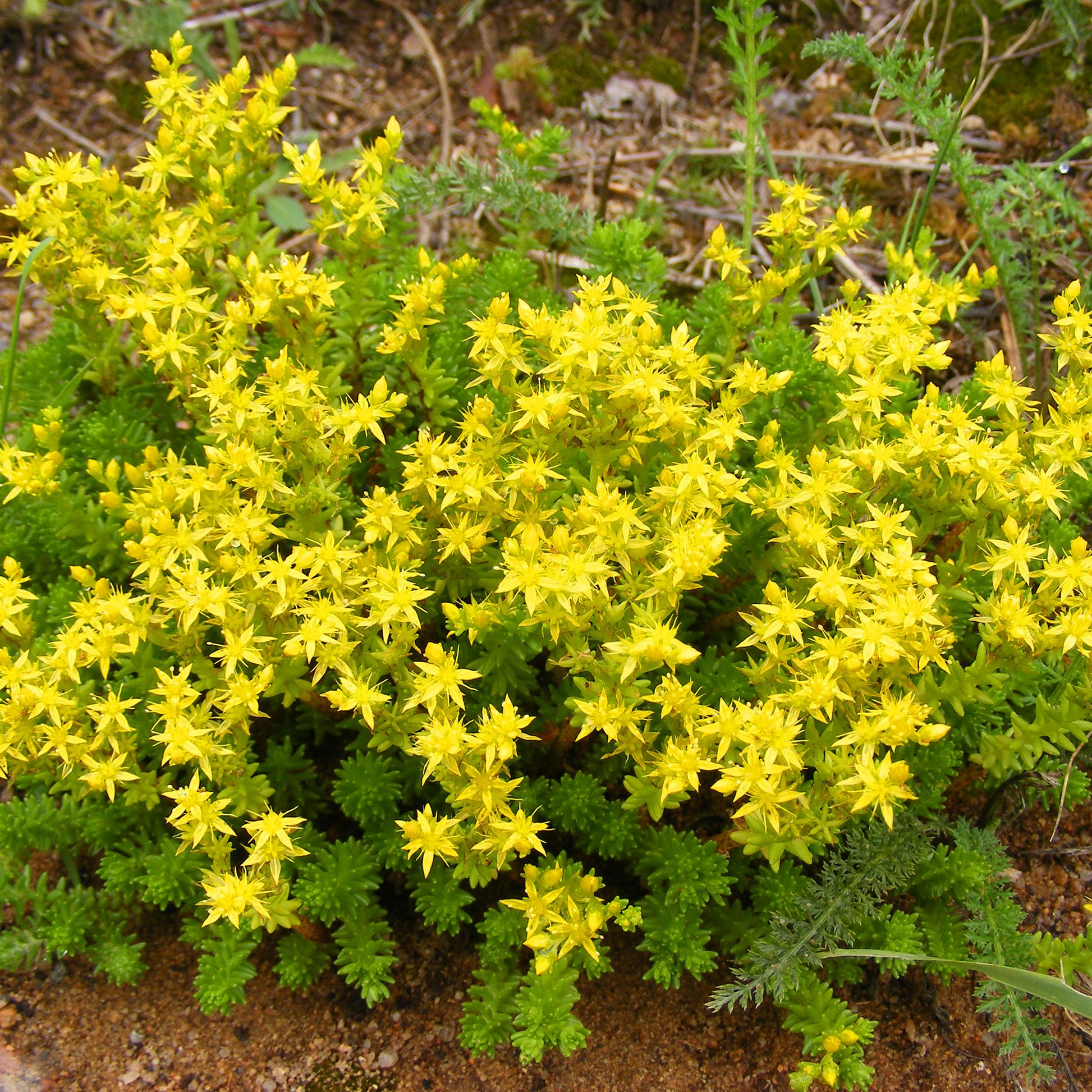 Verkauf Sedum acre, Hosta, Aster, Erigeron speciosus Rosa Jewel, Delphinium, Phlox paniculata, Thymus serpyllum, Sedum spurium, Incarvillea Delavayi, Achillea , Gypsophila paniculata, Lupinus - Stauden-Kollektion gemischt (x12) ca. 2 m²