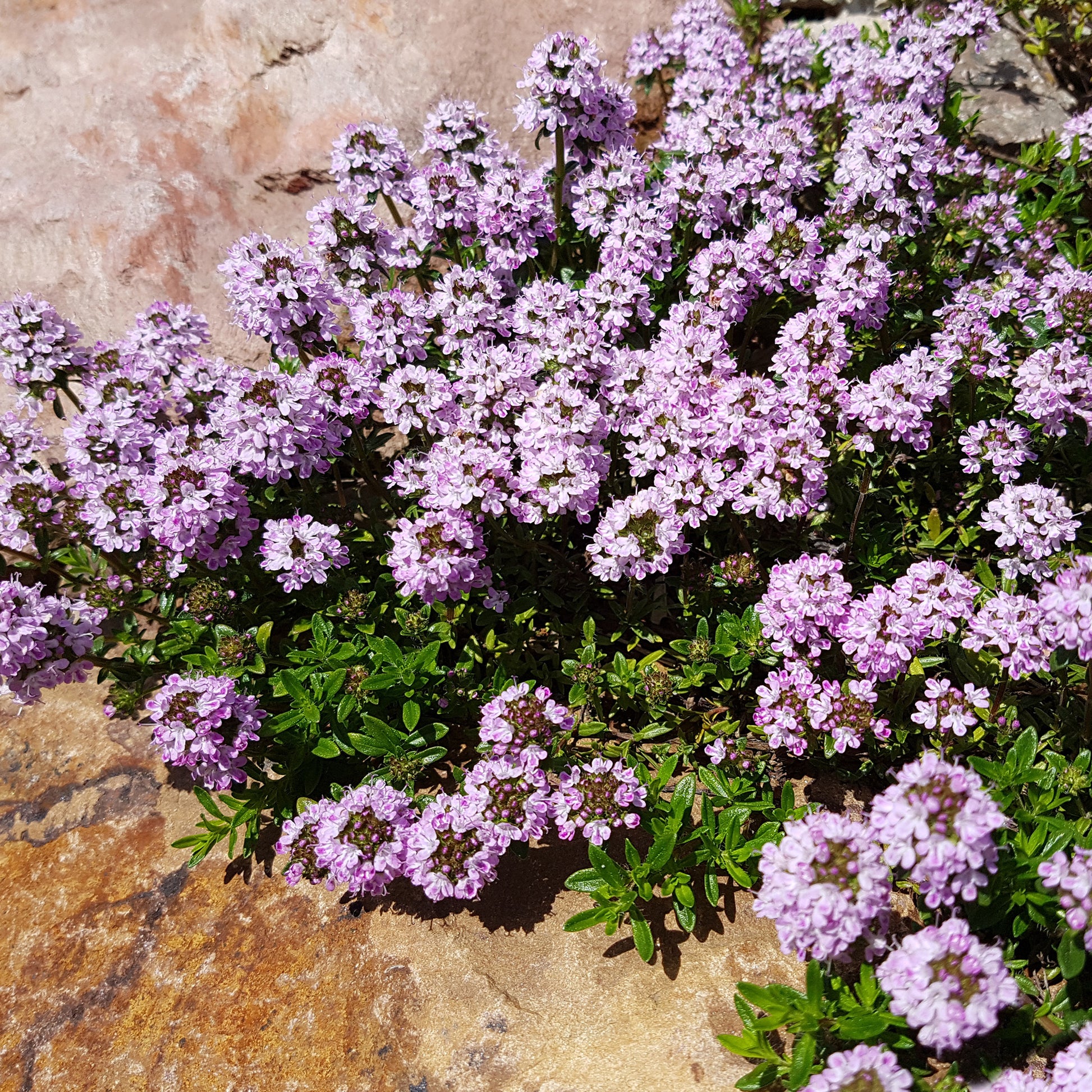Blühende Stauden - Stauden-Kollektion gemischt (x12) ca. 2 m² - Sedum acre, Hosta, Aster, Erigeron speciosus Rosa Jewel, Delphinium, Phlox paniculata, Thymus serpyllum, Sedum spurium, Incarvillea Delavayi, Achillea , Gypsophila paniculata, Lupinus