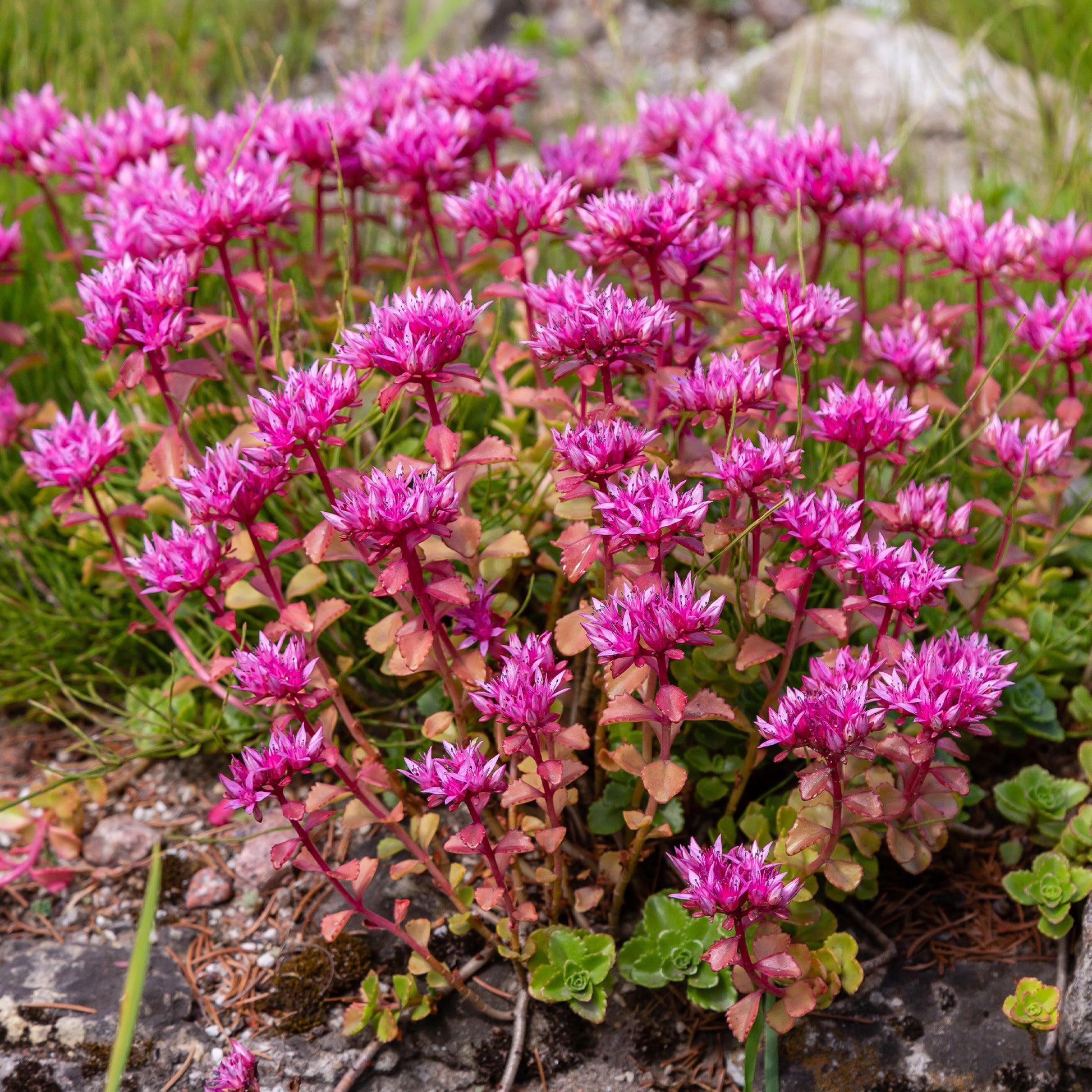 Verkauf Stauden-Kollektion gemischt (x12) ca. 2 m² - Sedum acre, Hosta, Aster, Erigeron speciosus Rosa Jewel, Delphinium, Phlox paniculata, Thymus serpyllum, Sedum spurium, Incarvillea Delavayi, Achillea , Gypsophila paniculata, Lupinus