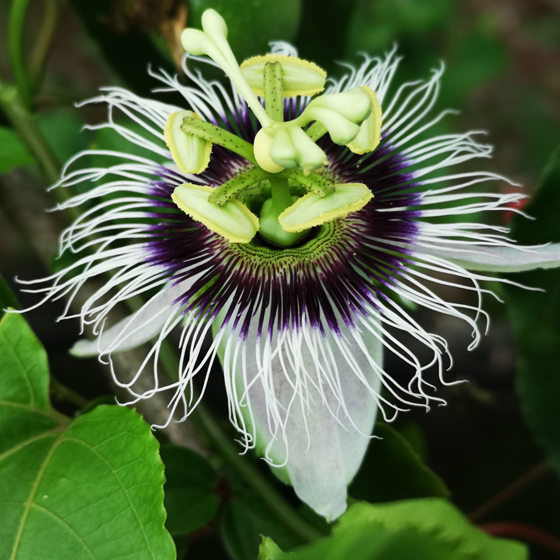 Passionsfrucht Frederick - Passiflora edulis frederick - Bakker