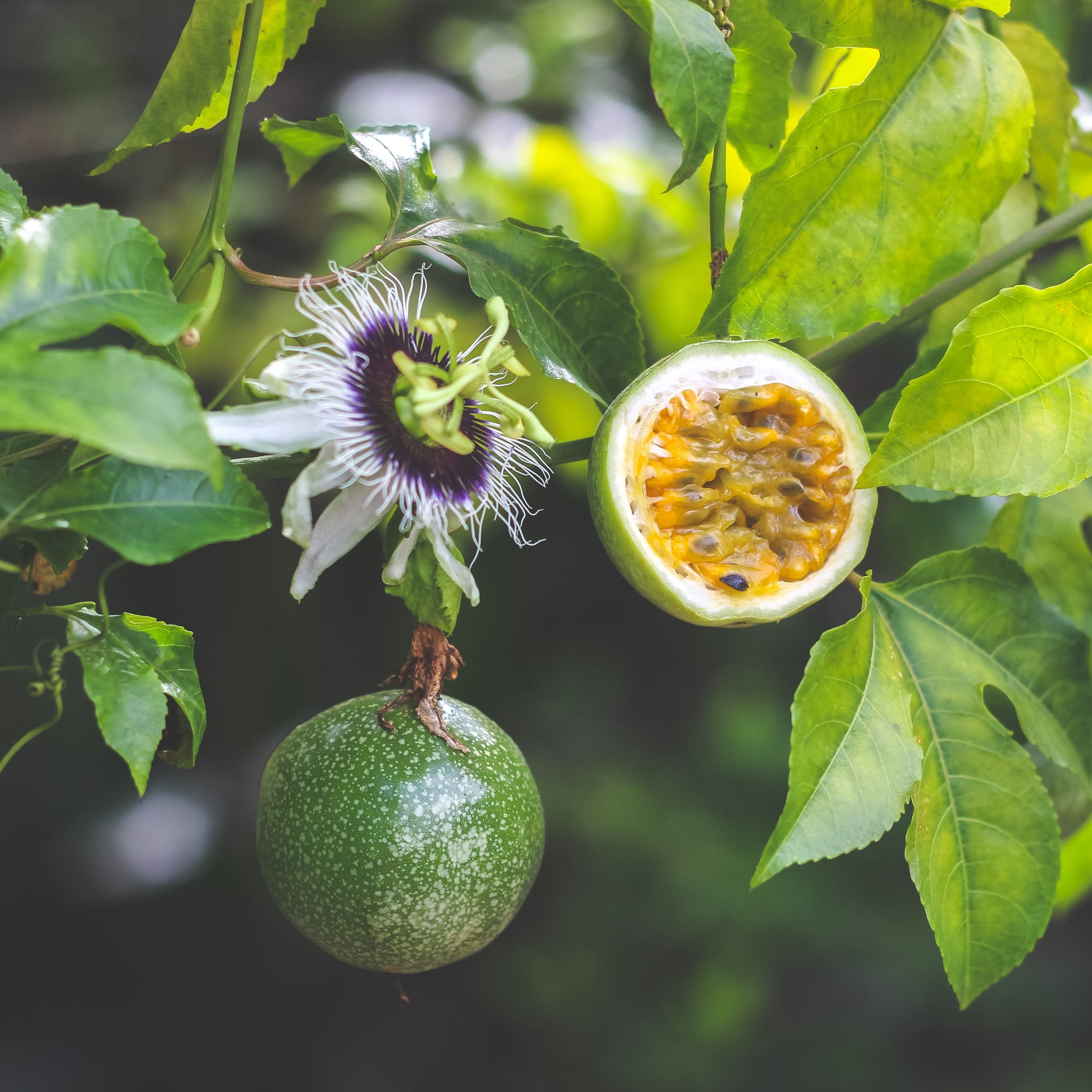 Passiflora edulis frederick - Passionsfrucht Frederick - Kletterobstbäume