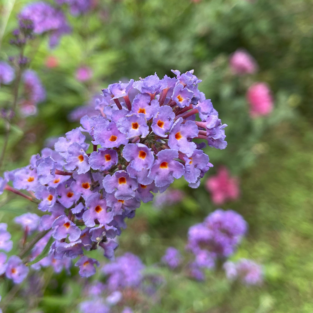 Schmetterlingsflieder Dreaming Lavender - Bakker