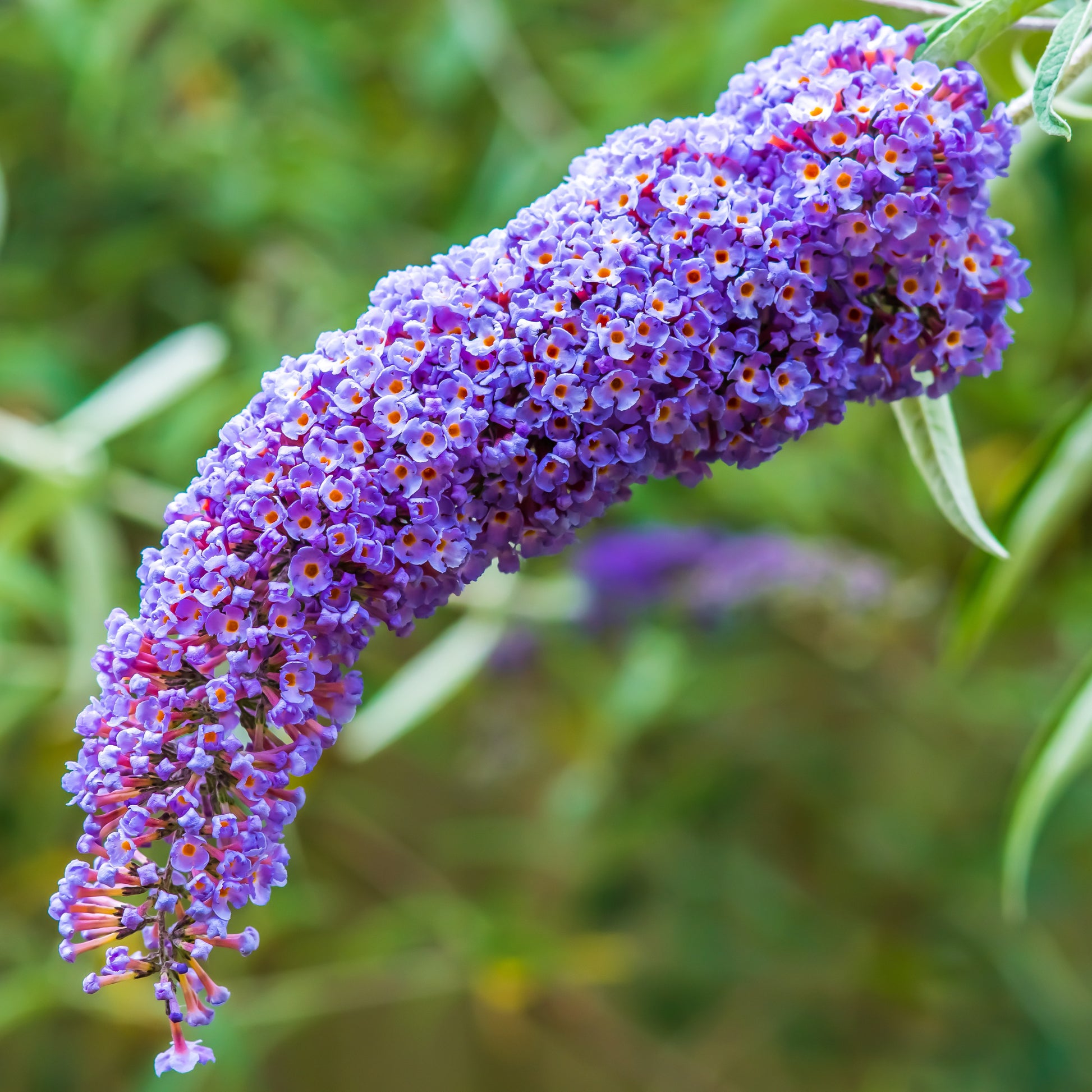 Schmetterlingsflieder Dreaming Lavender - Buddleja dreaming lavender - Bakker