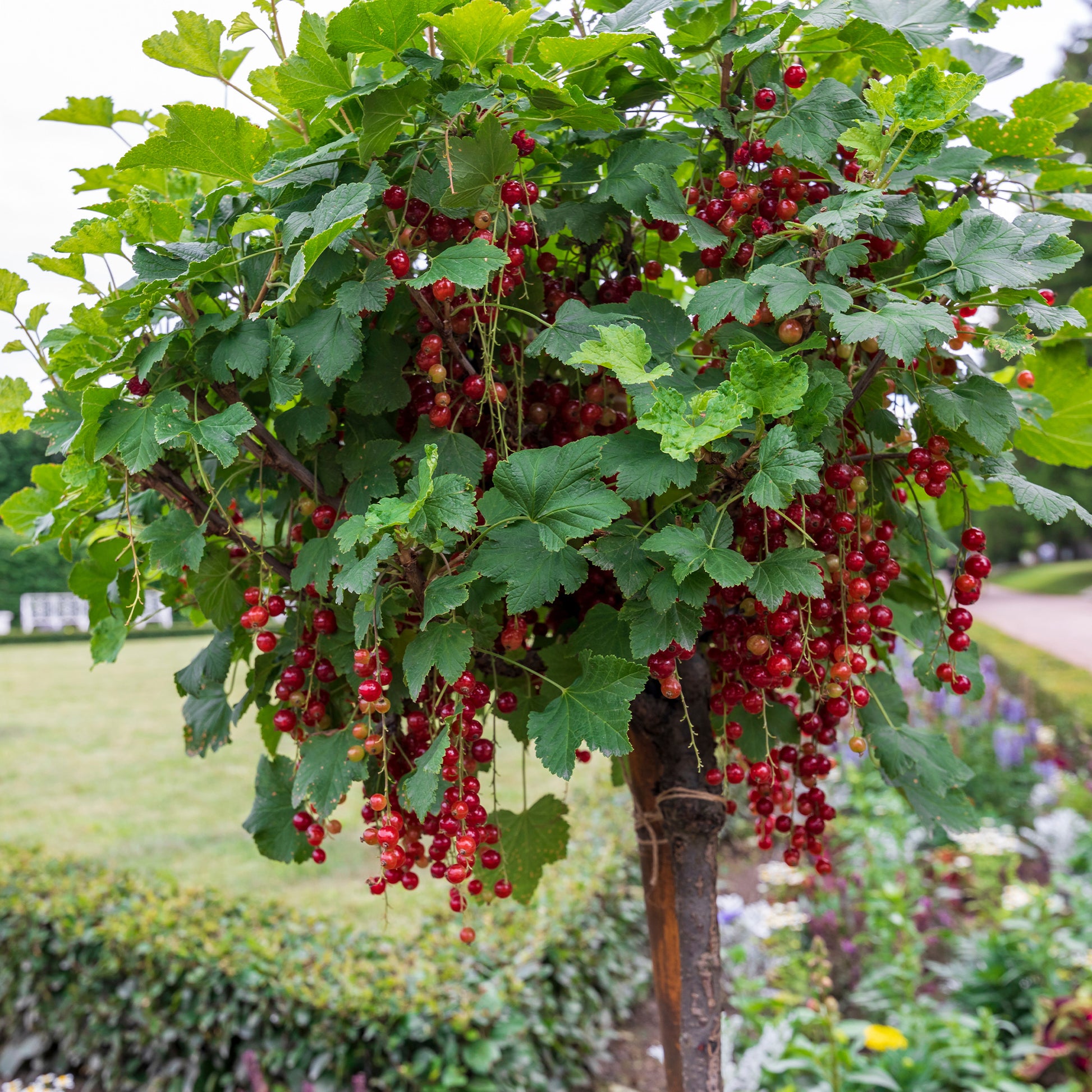 Rote Johannisbeere auf Stamm ‘Jonkheer van Tets’ - Ribes rubrum Jonkheer van Tets - Bakker