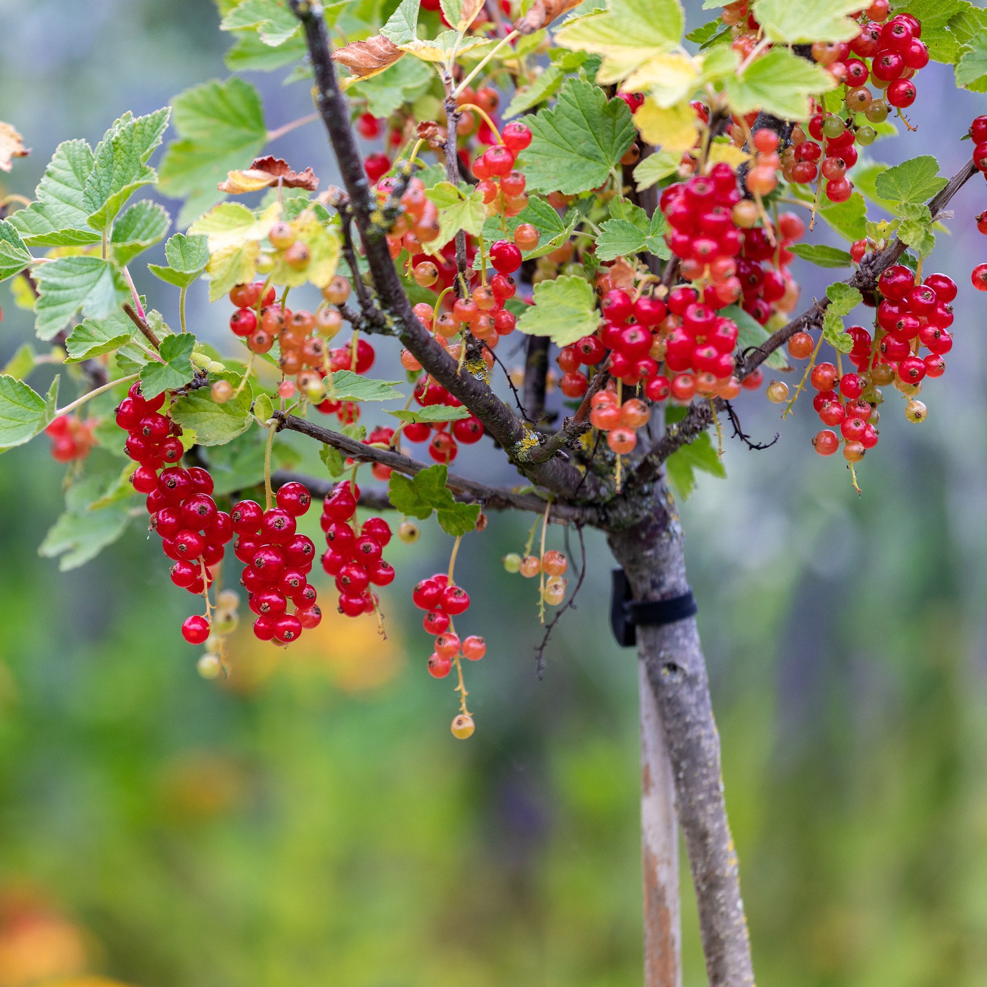 Ribes rubrum Jonkheer van Tets - Rote Johannisbeere auf Stamm ‘Jonkheer van Tets’ - Johannisbeeren