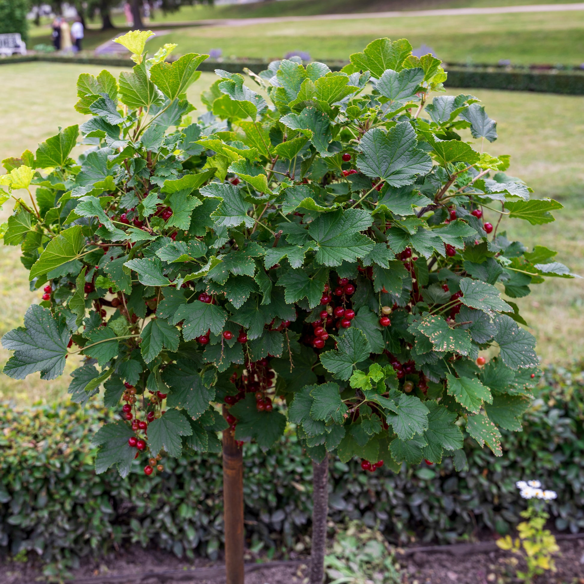 Verkauf Rote Johannisbeere auf Stamm ‘Jonkheer van Tets’ - Ribes rubrum Jonkheer van Tets