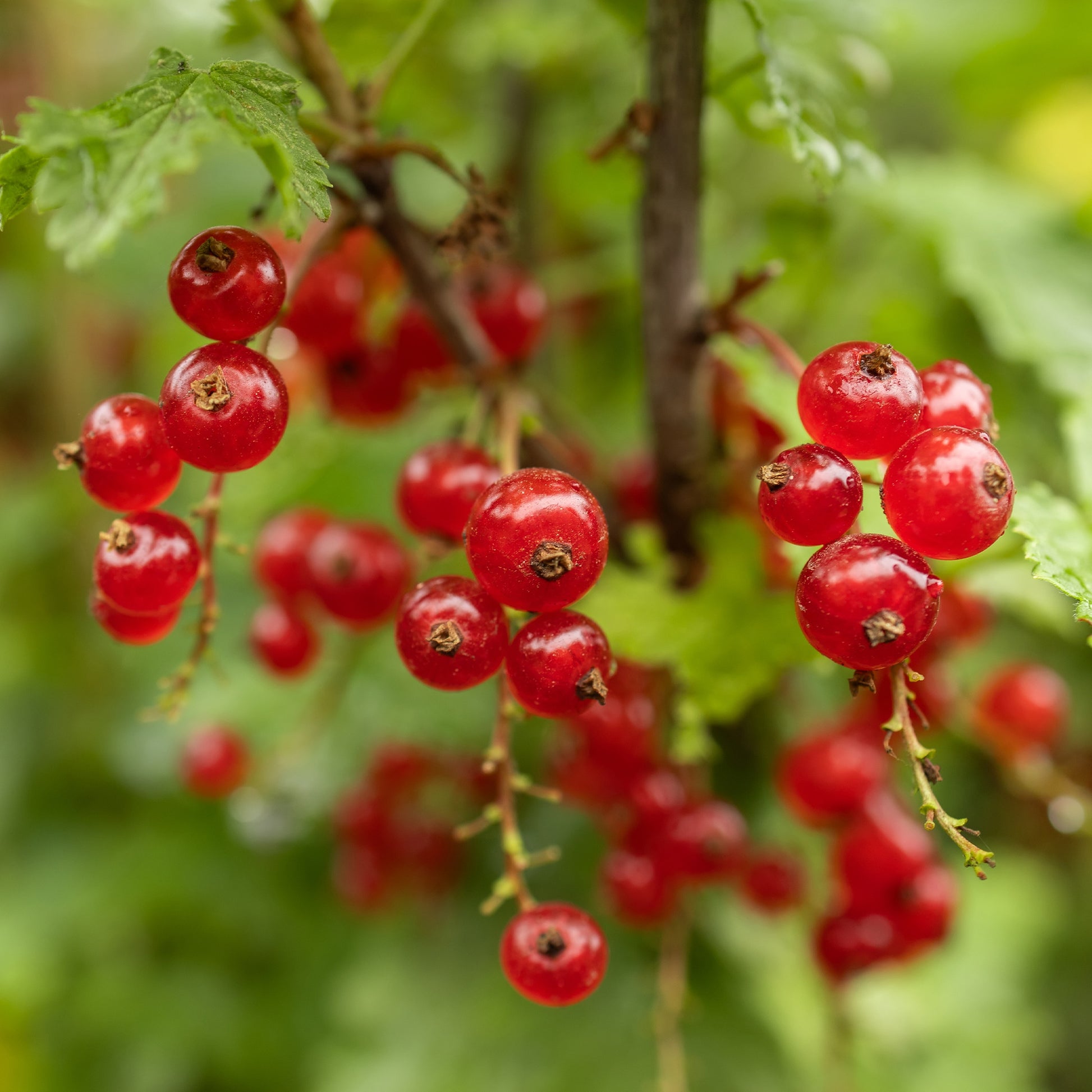 Johannisbeeren - Rote Johannisbeere auf Stamm ‘Jonkheer van Tets’ - Ribes rubrum Jonkheer van Tets