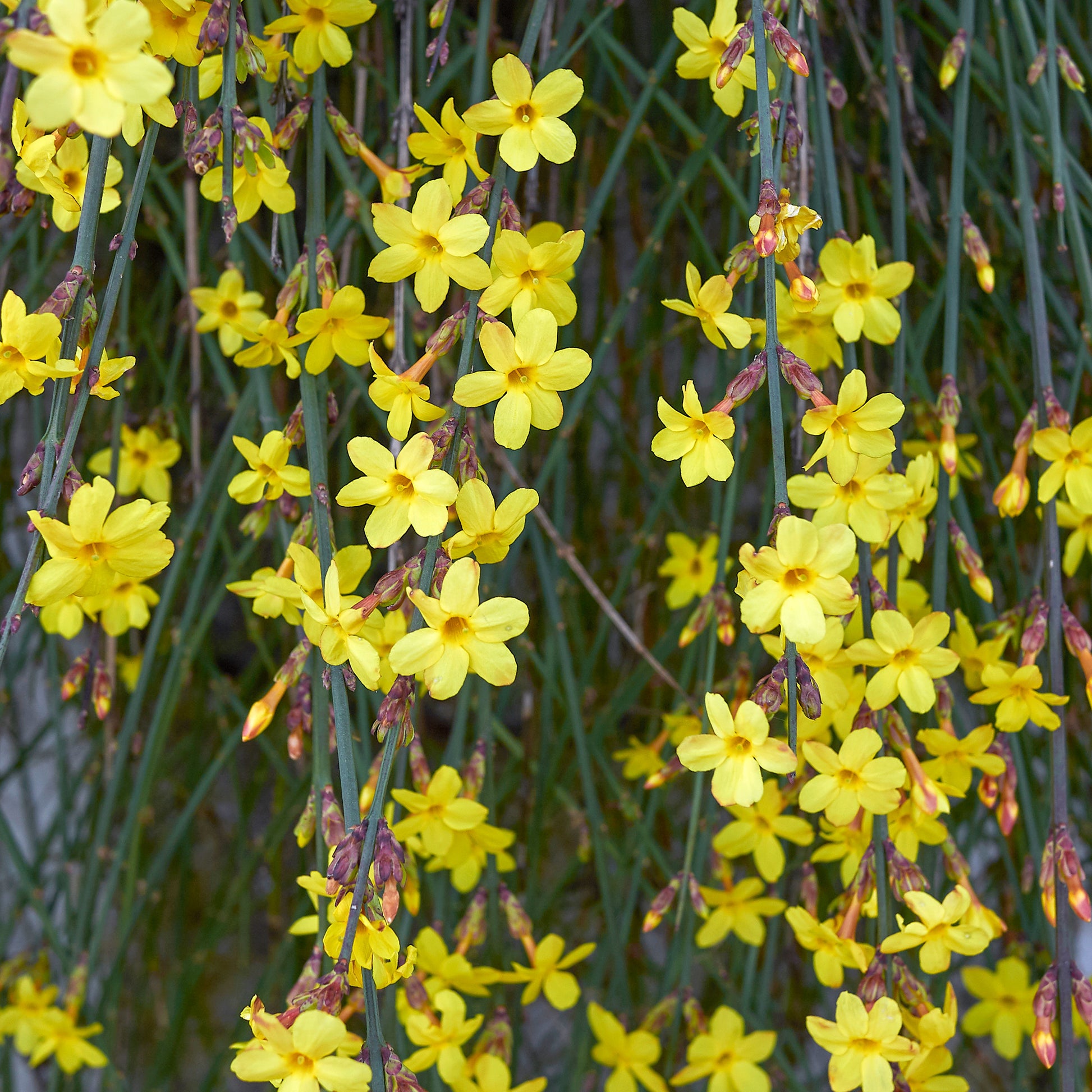 Jasminum nudiflorum - Winterjasmin - Kletterpflanzen
