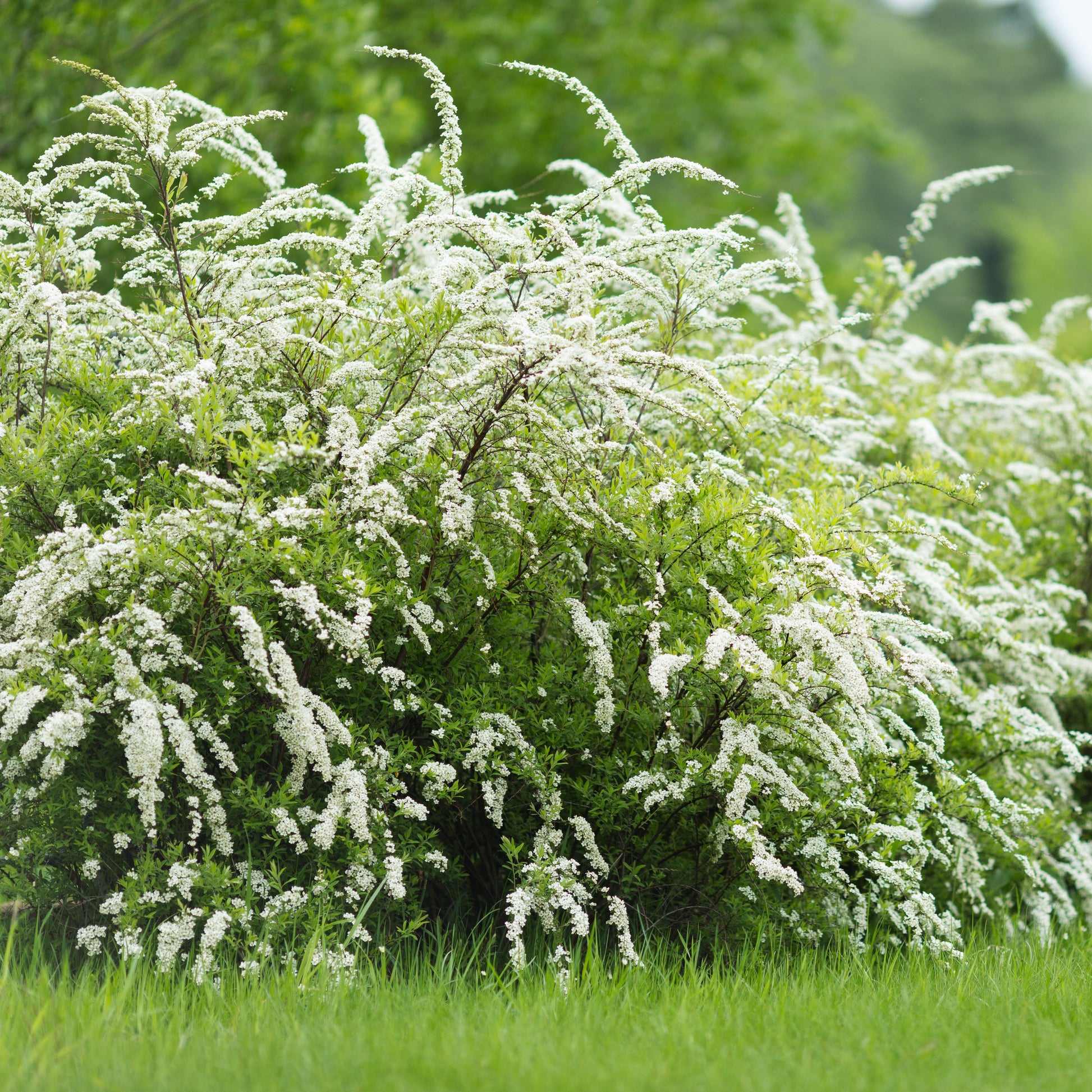 Spiraea - Spierstrauch 'Grefsheim' - Spiraea cinerea  Grefsheim