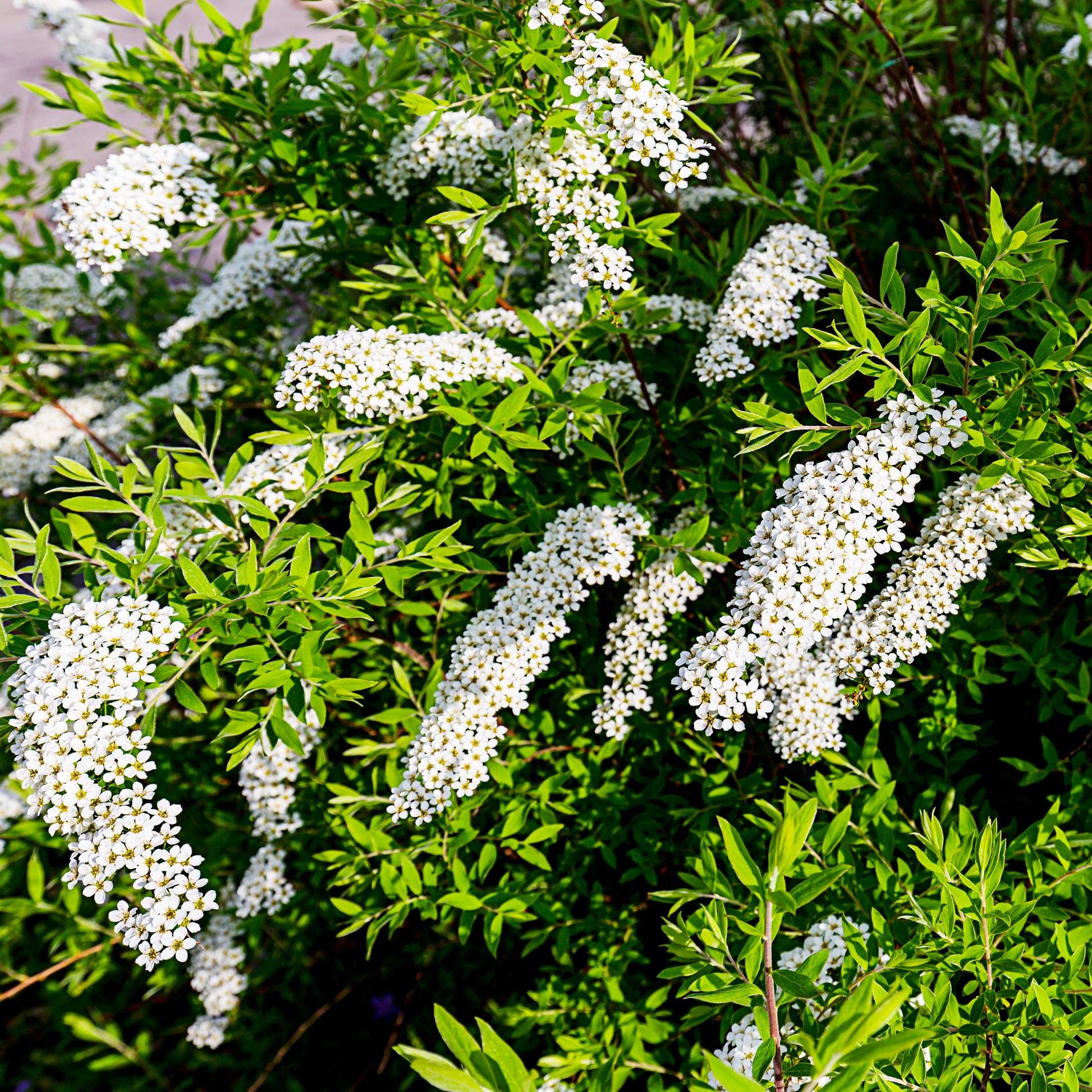 Spiraea cinerea  Grefsheim - Spierstrauch 'Grefsheim' - Spiraea