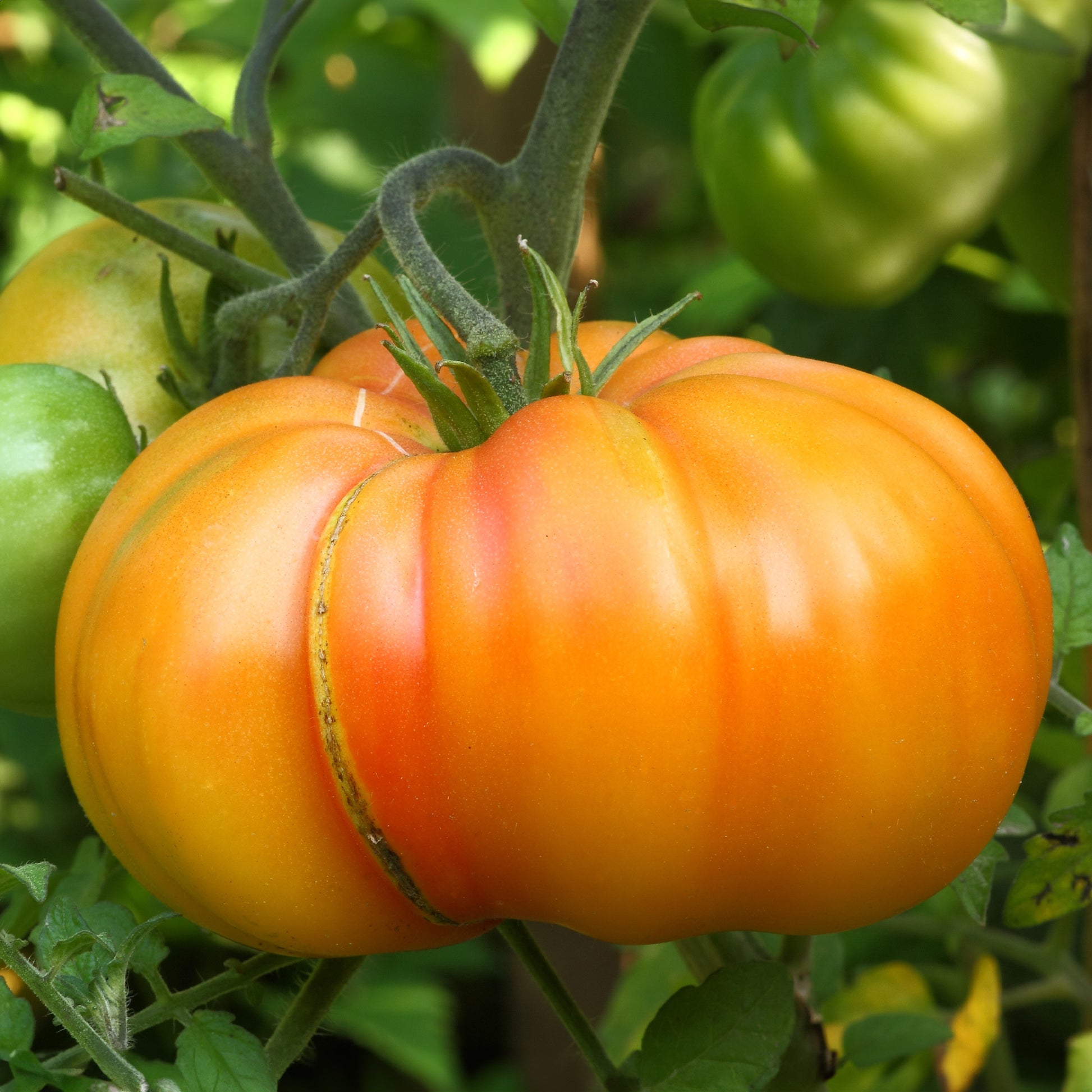 Fleischtomate Ananas - Bakker