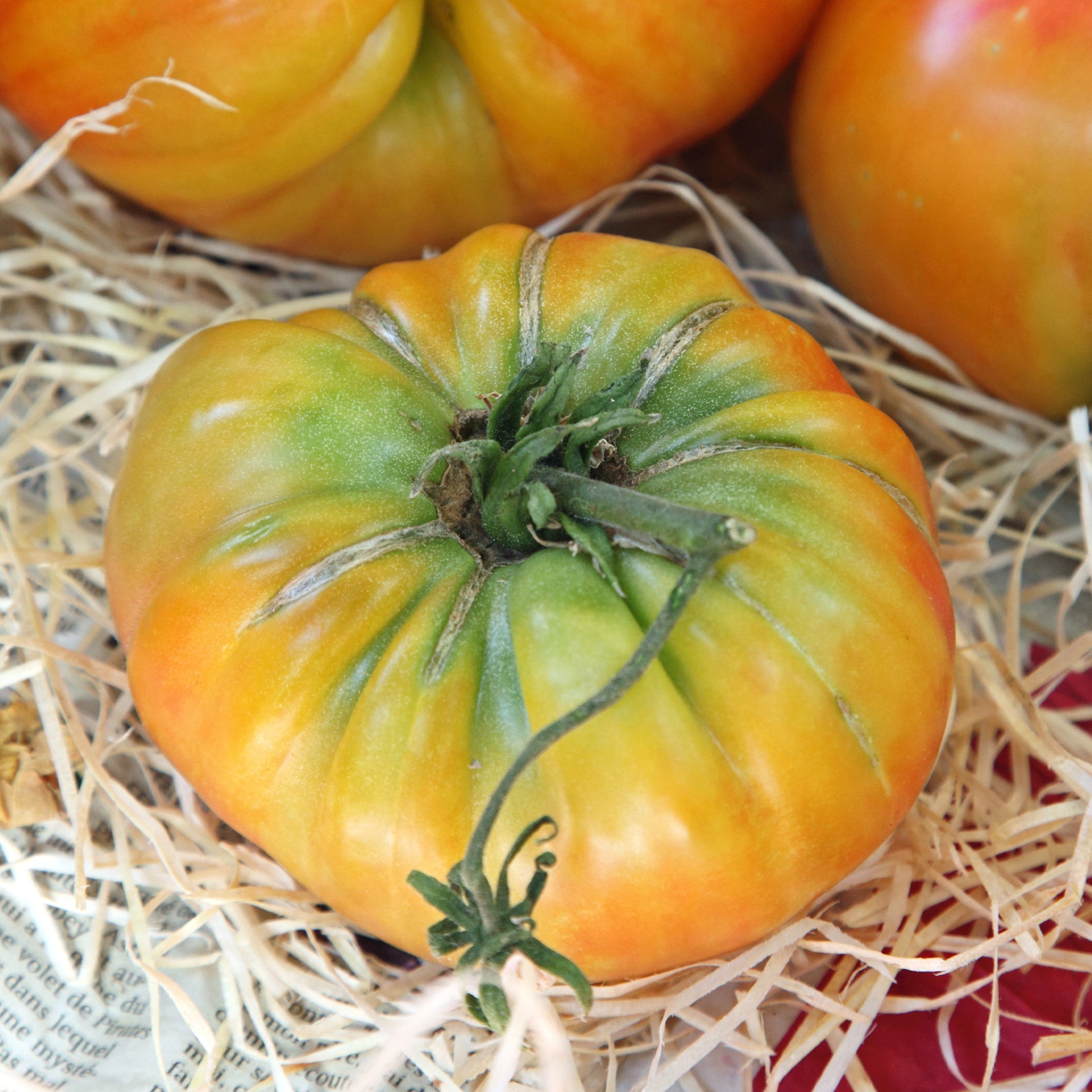 Fleischtomate Ananas - Solanum lycopersicum ananas - Bakker