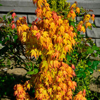 Fächerahorn 'Orange Dream' - Acer palmatum Orange Dream - Bakker