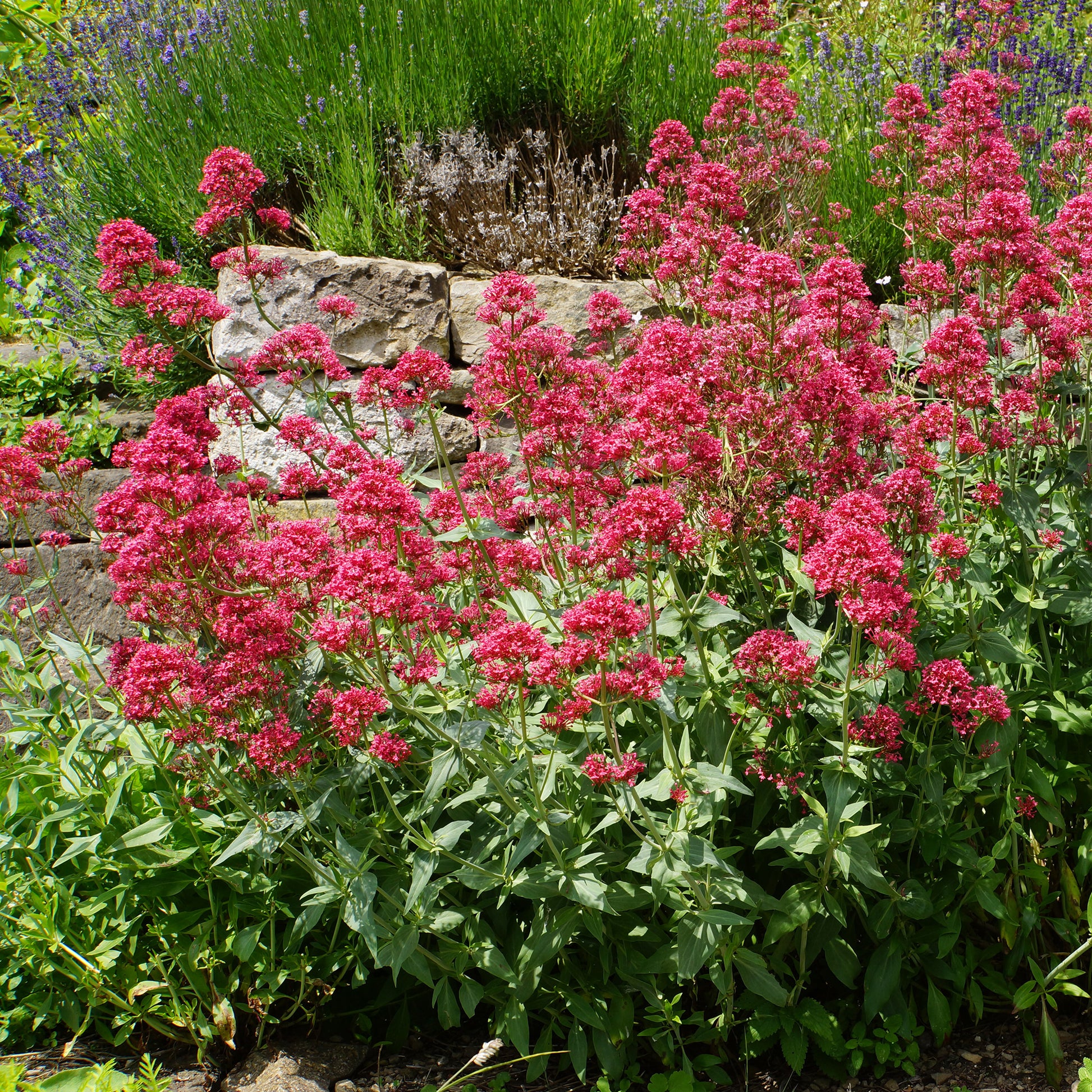 Rote Spornblume - Bakker