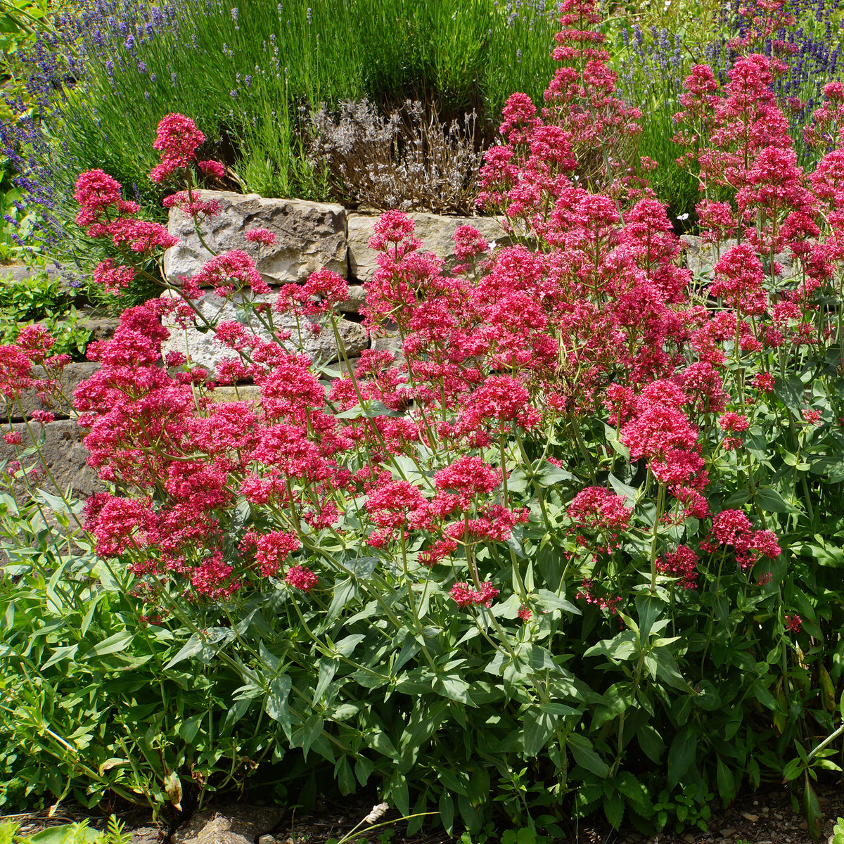 Rote Spornblume - Bakker