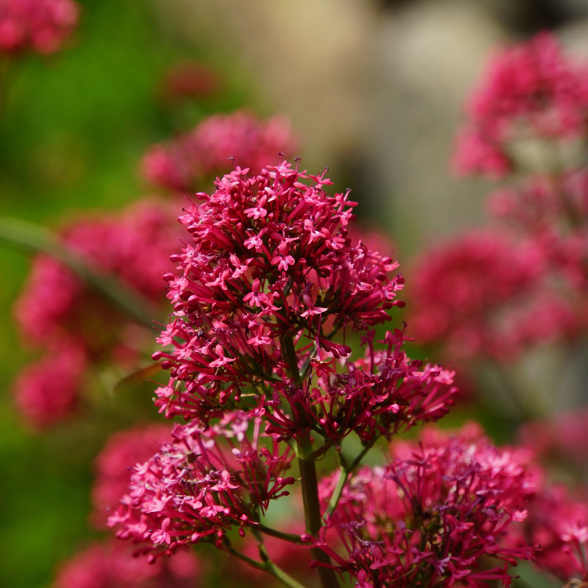 Rote Spornblume - Centranthus ruber coccineus - Bakker