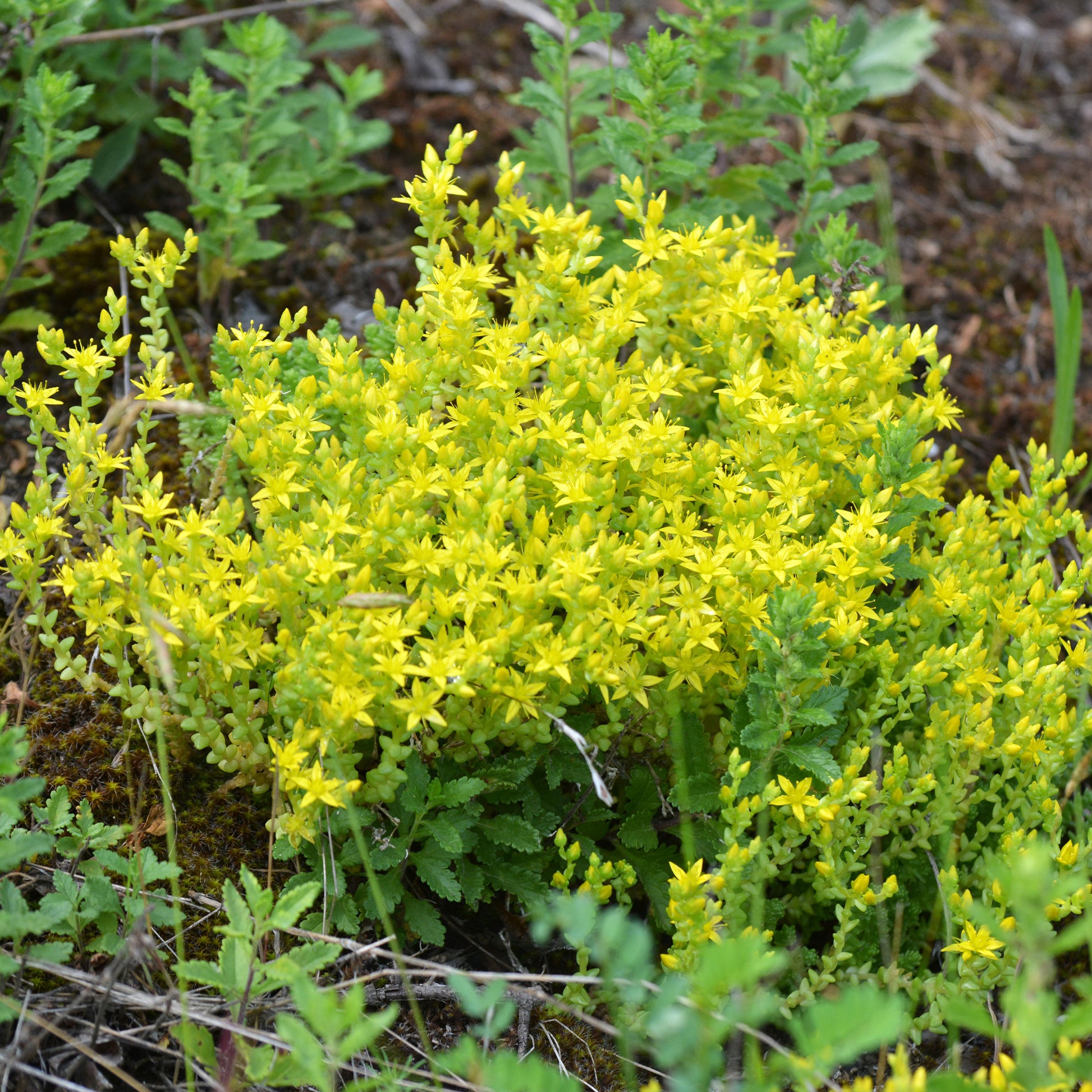 Scharfer Mauerpfeffer (x2) - Sedum acre - Bakker