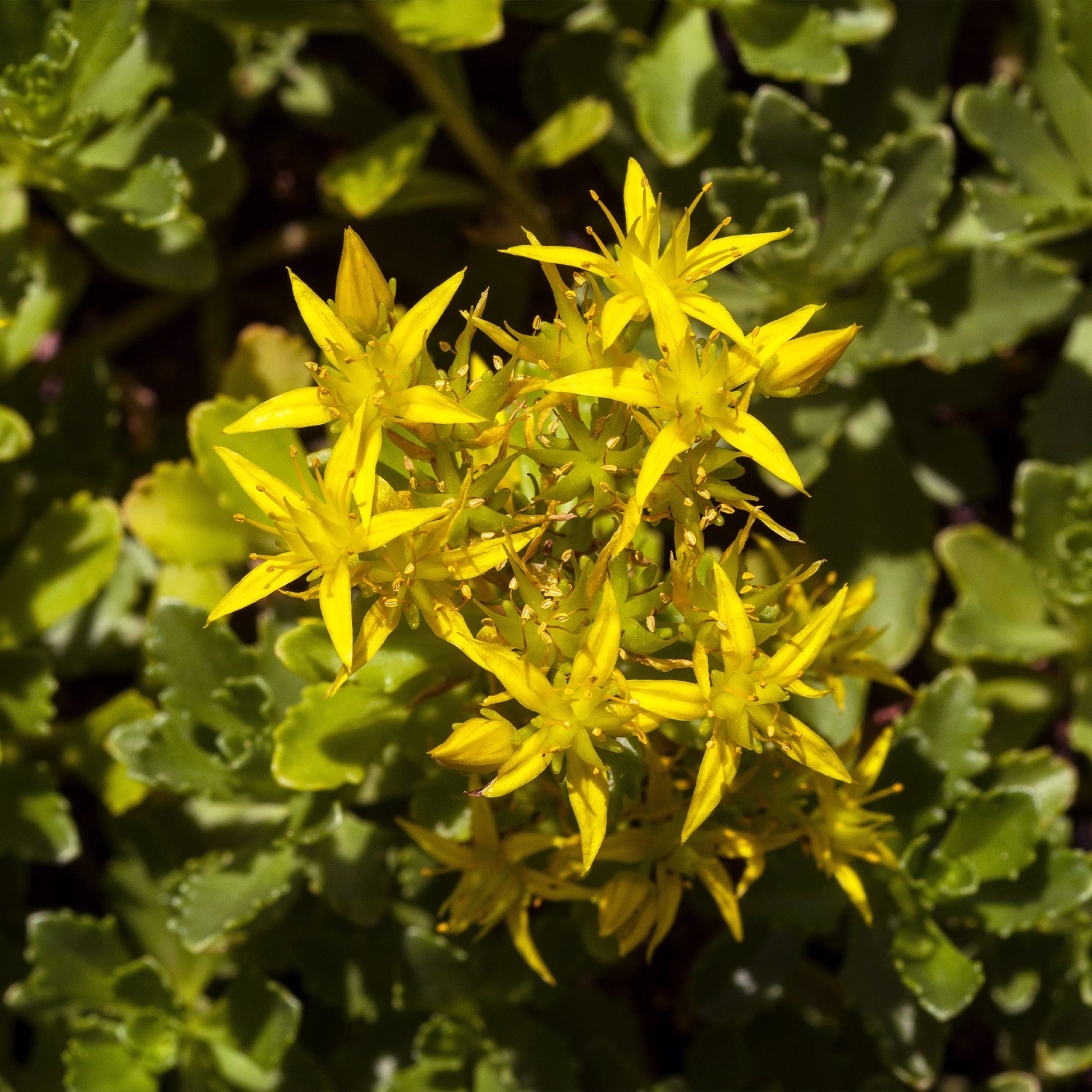Sedum acre - Scharfer Mauerpfeffer (x2) - Stauden